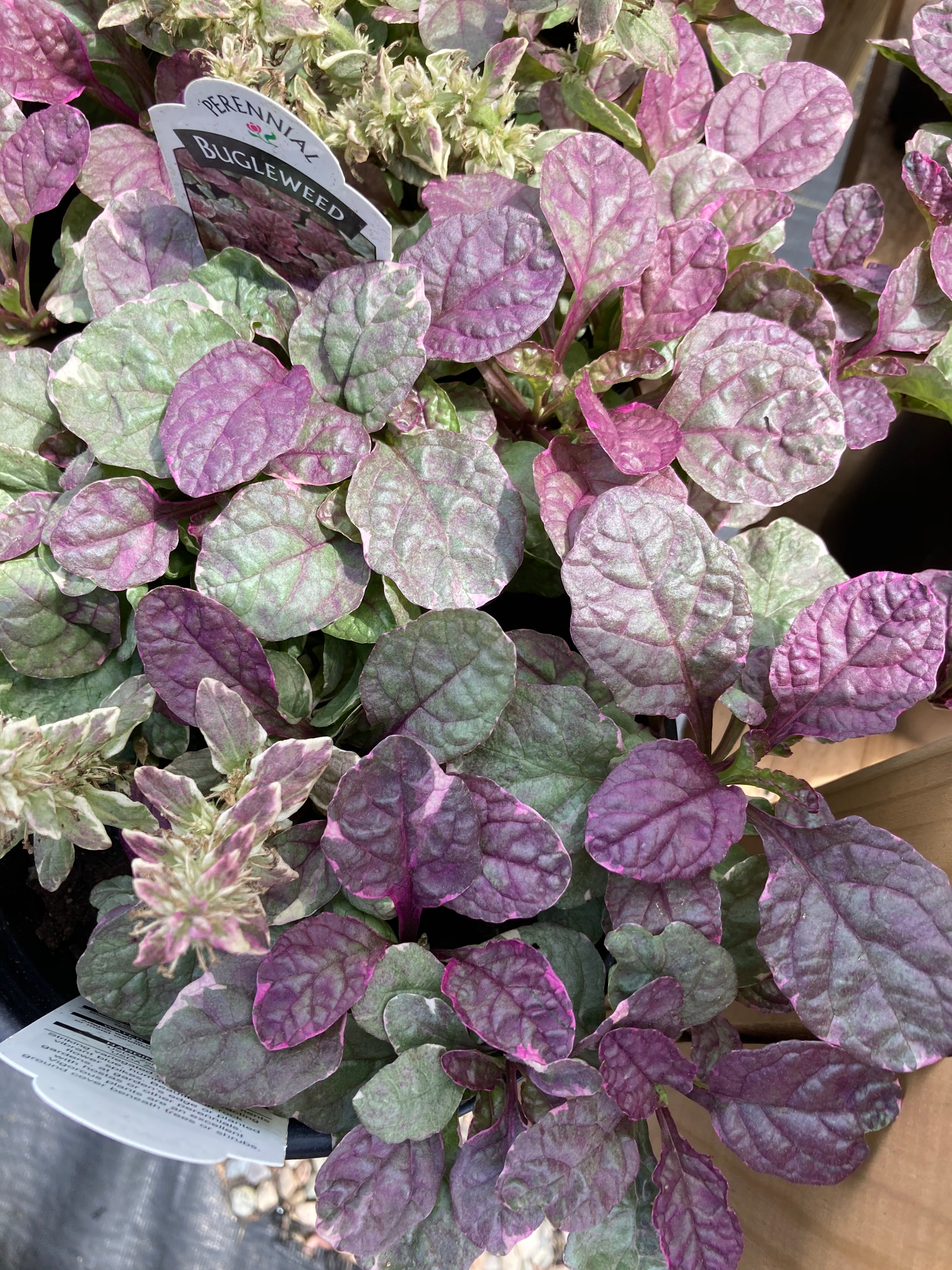 AJUGA BURGUNDY GLOW