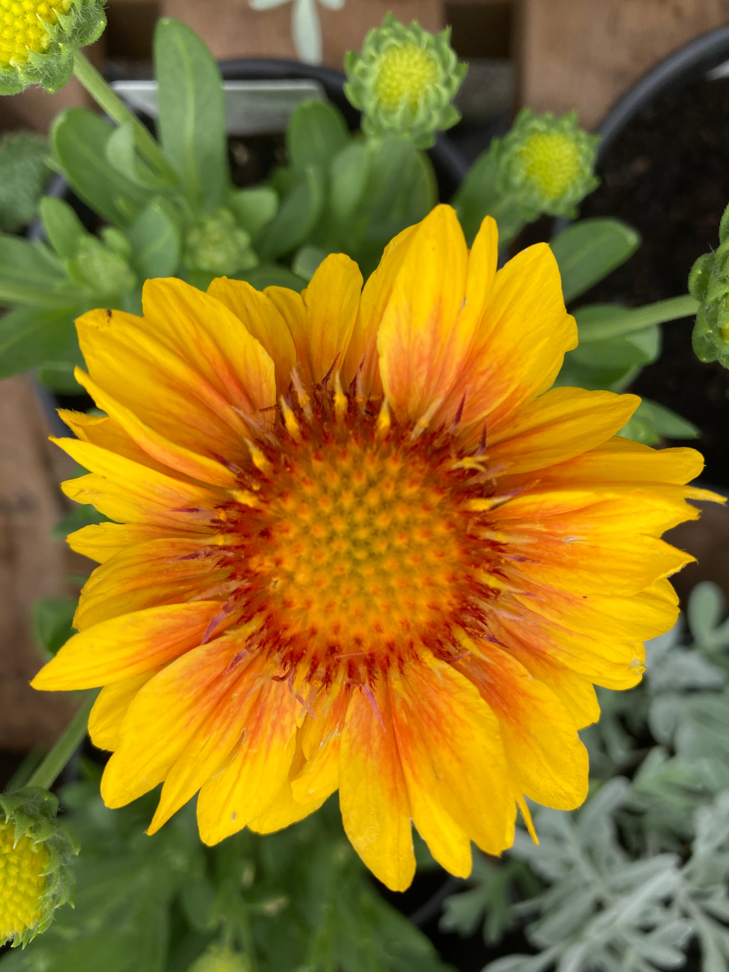 GAILLARDIA ARIZONA 'APRICOT'