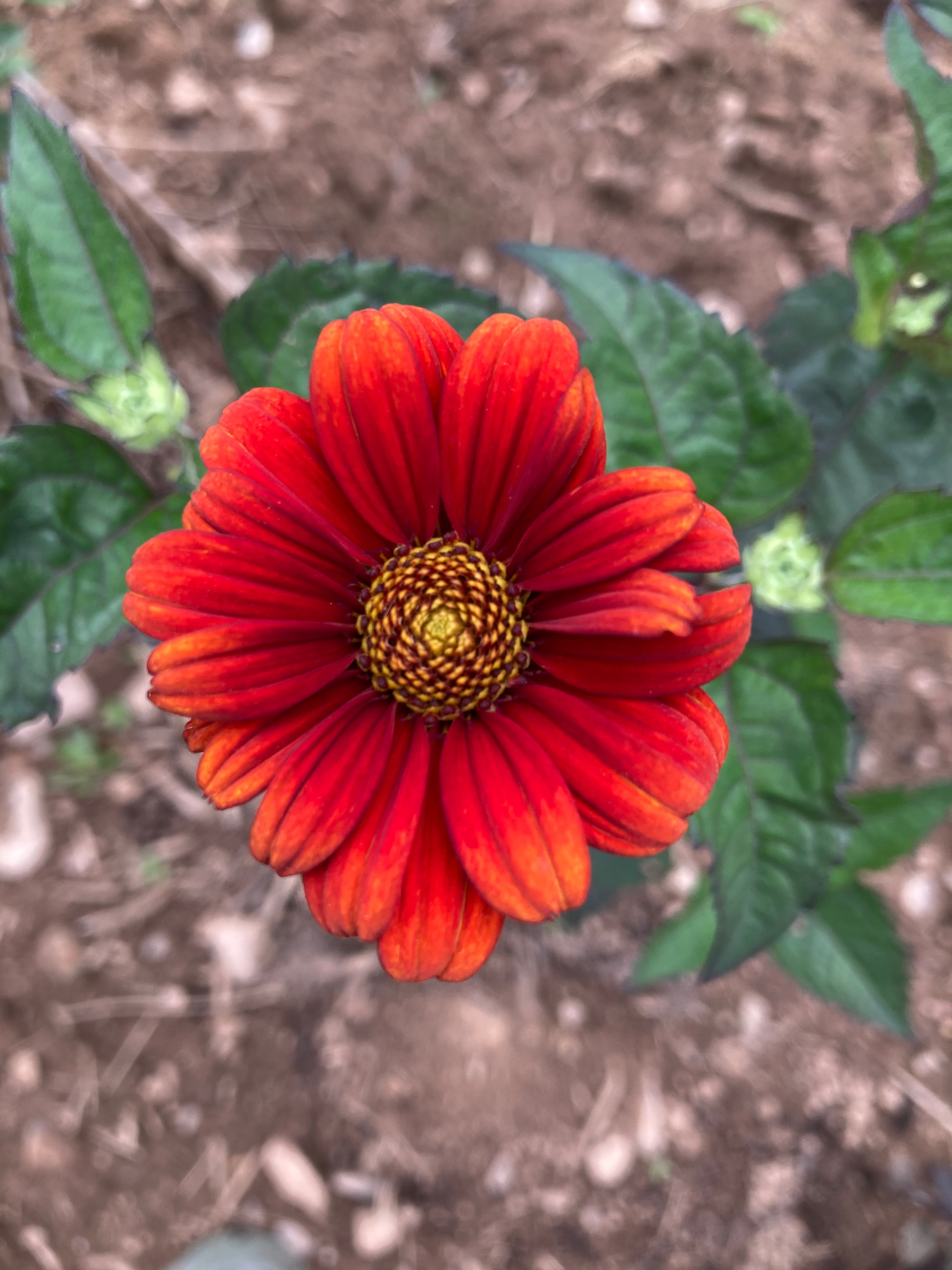 HELIOPSIS 'RED SHADES'