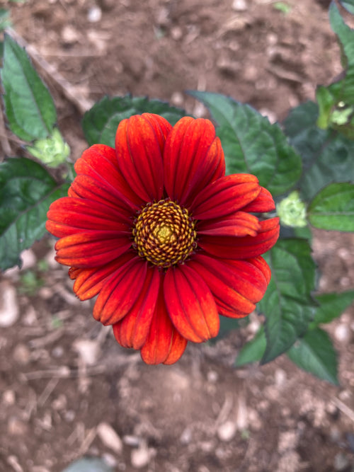 HELIOPSIS 'RED SHADES'
