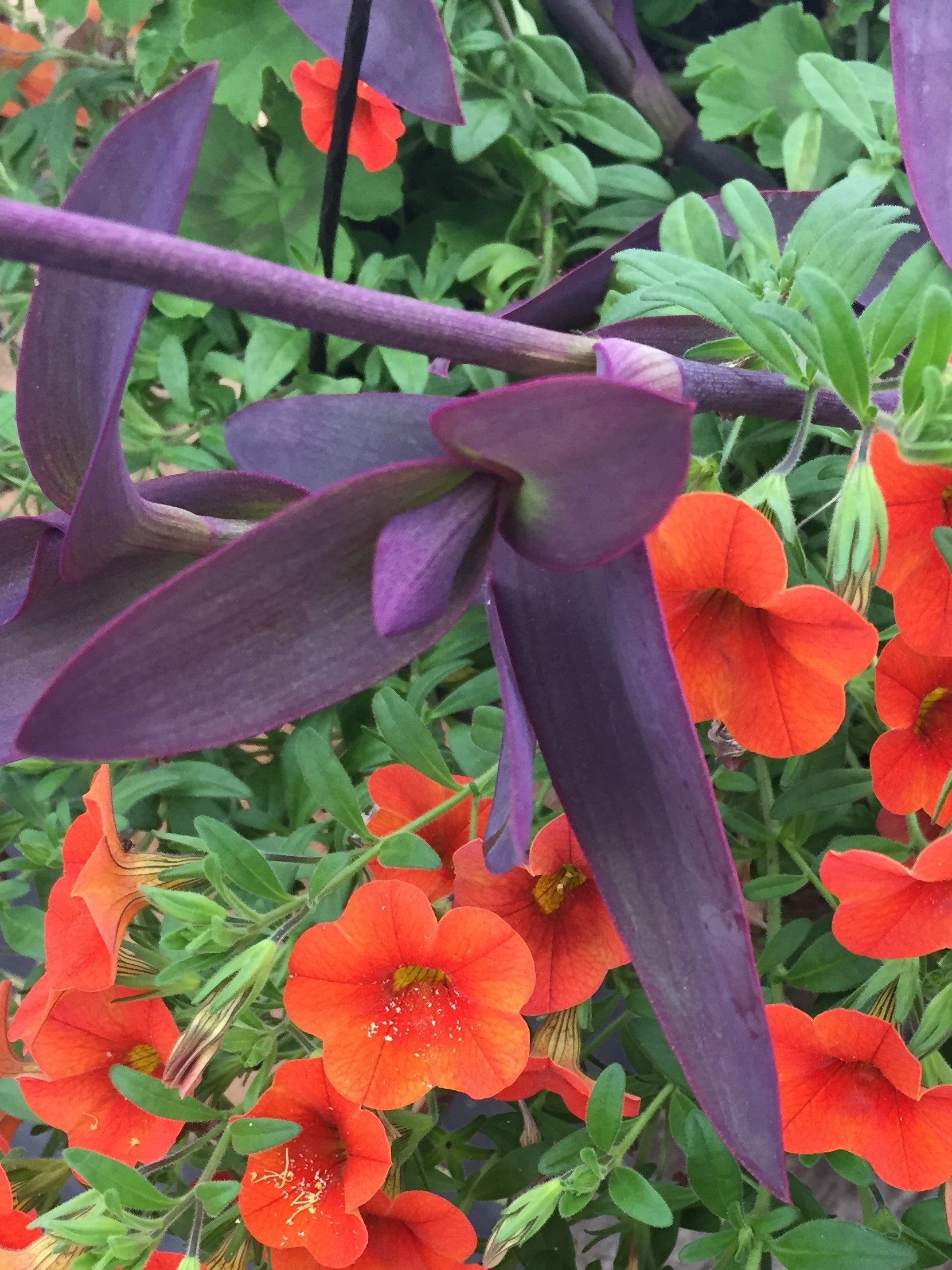 SETCREASEA (PURPLE HEART SPIDERWORT) PURPUREA
