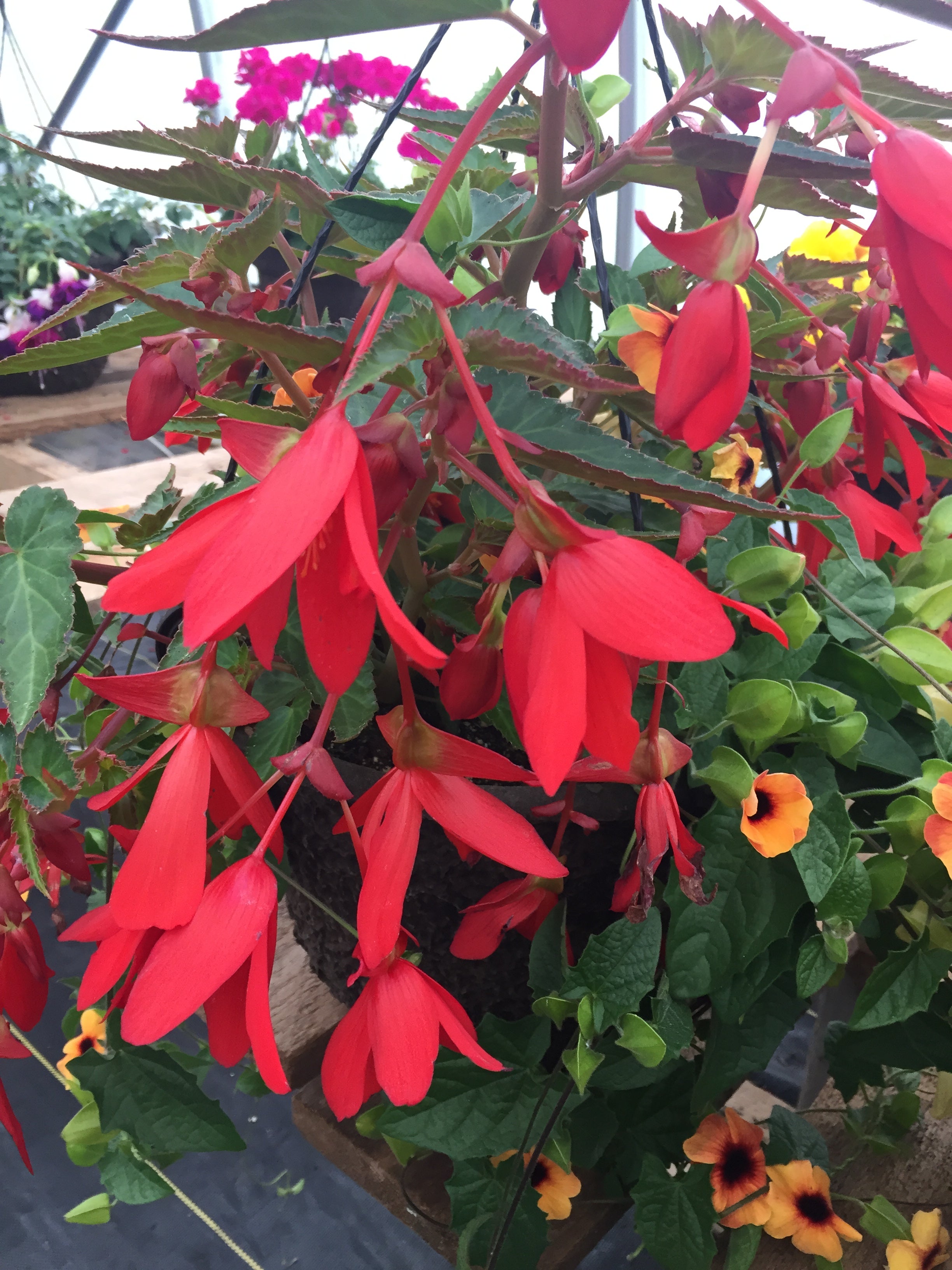BEGONIA BOLIVIENSIS 'PINK'