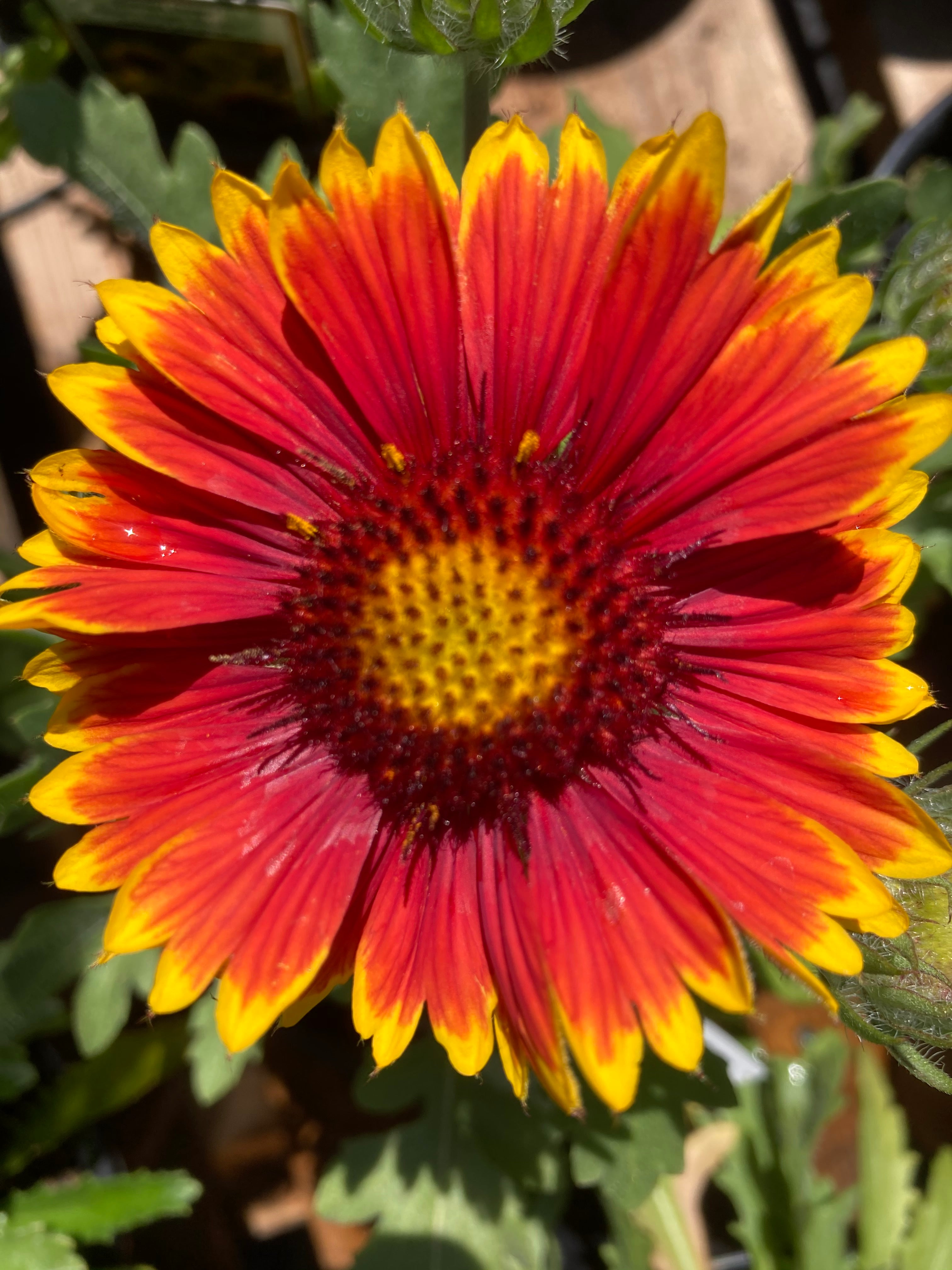 GAILLARDIA 'ARIZONA SUN'