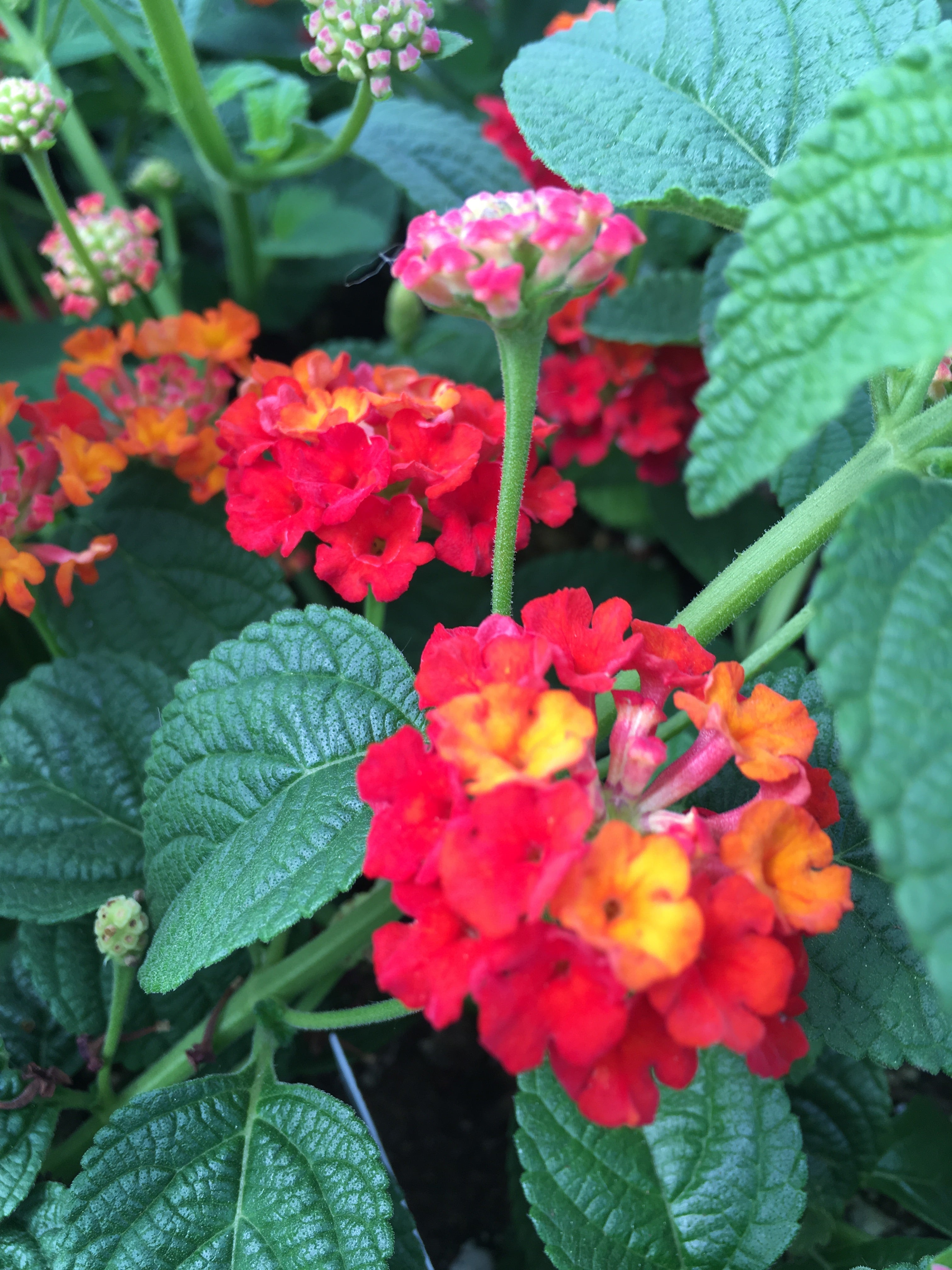 LANTANA 'RED'