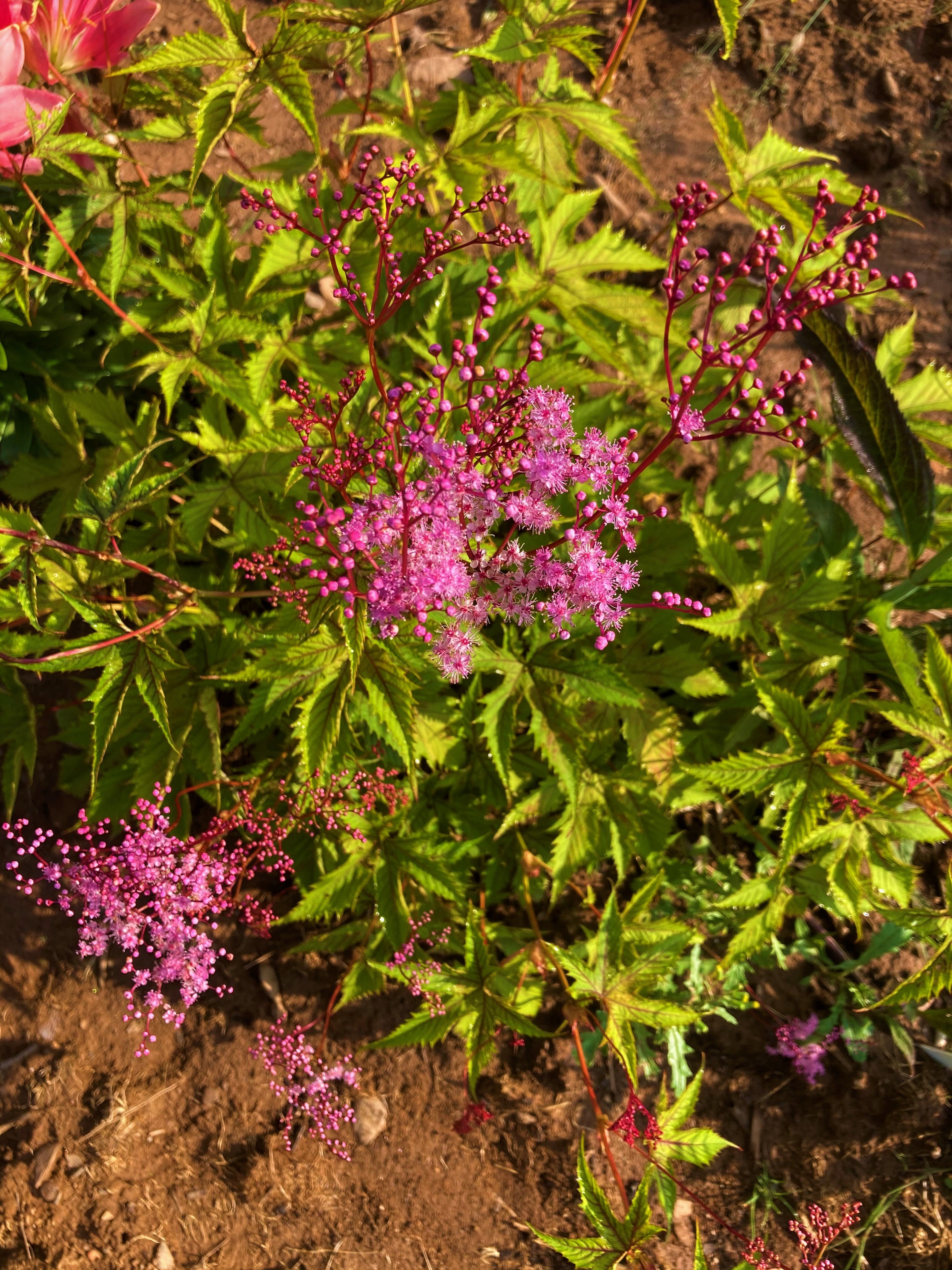 FILIPENDULA RUBRA ‘MAGNIFICA’