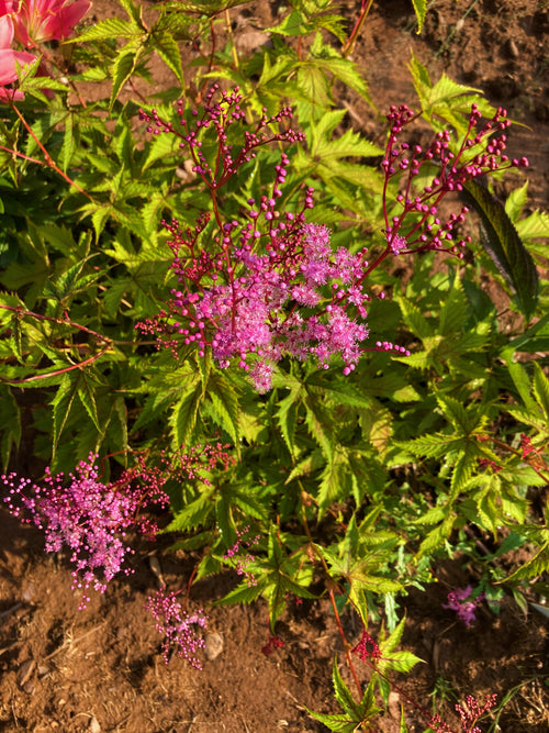 FILIPENDULA 'RUBRA MAGNIFICA'