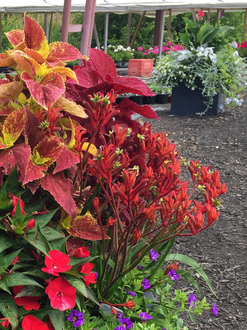 ANIGOZANTHOS KANGA 'RED'