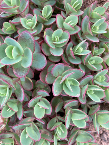 SUCCULENT CRASSULA OVATA 'HOBBIT'