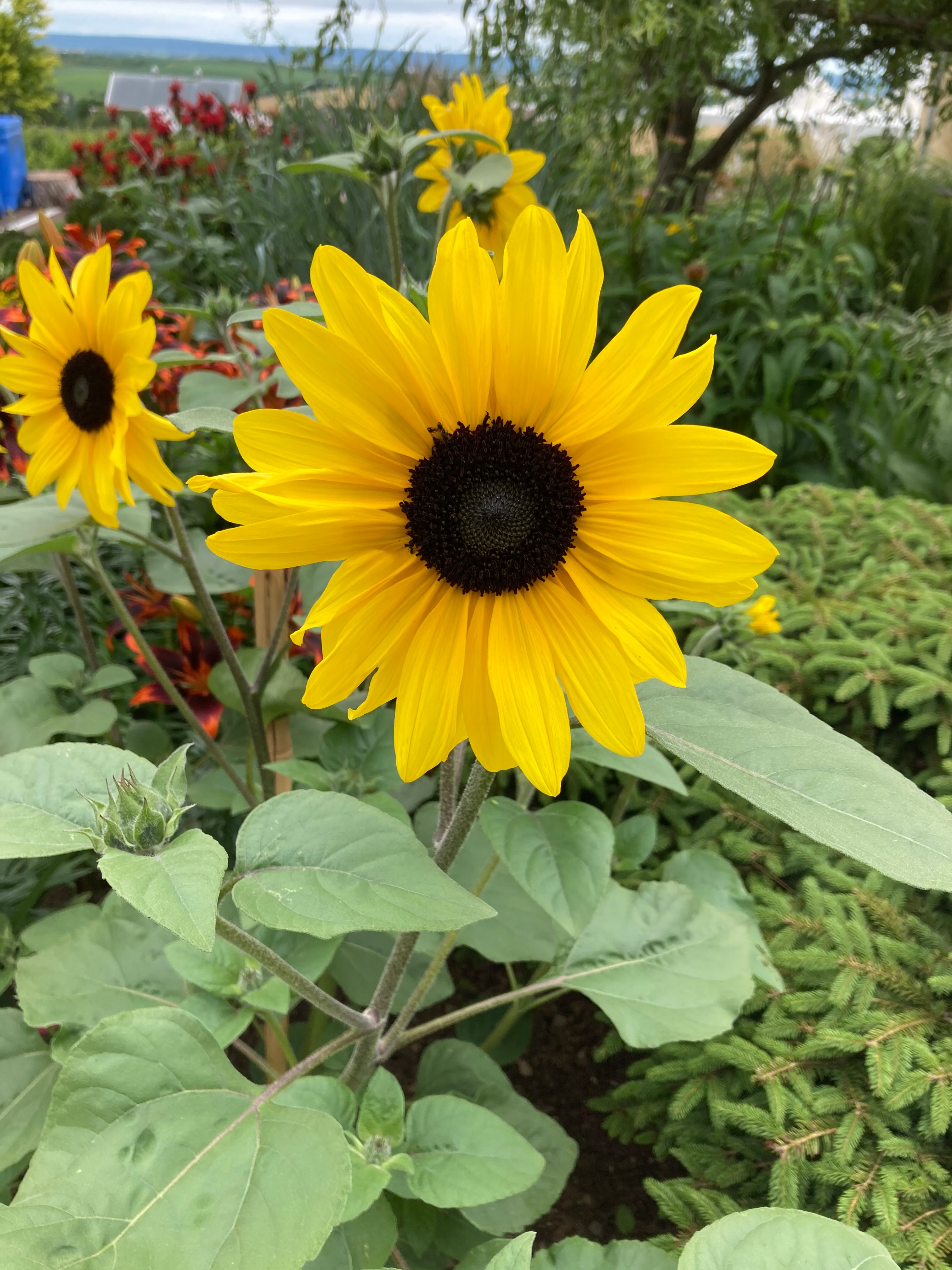 HELIANTHUS (SUNFLOWER) SUNFINITY