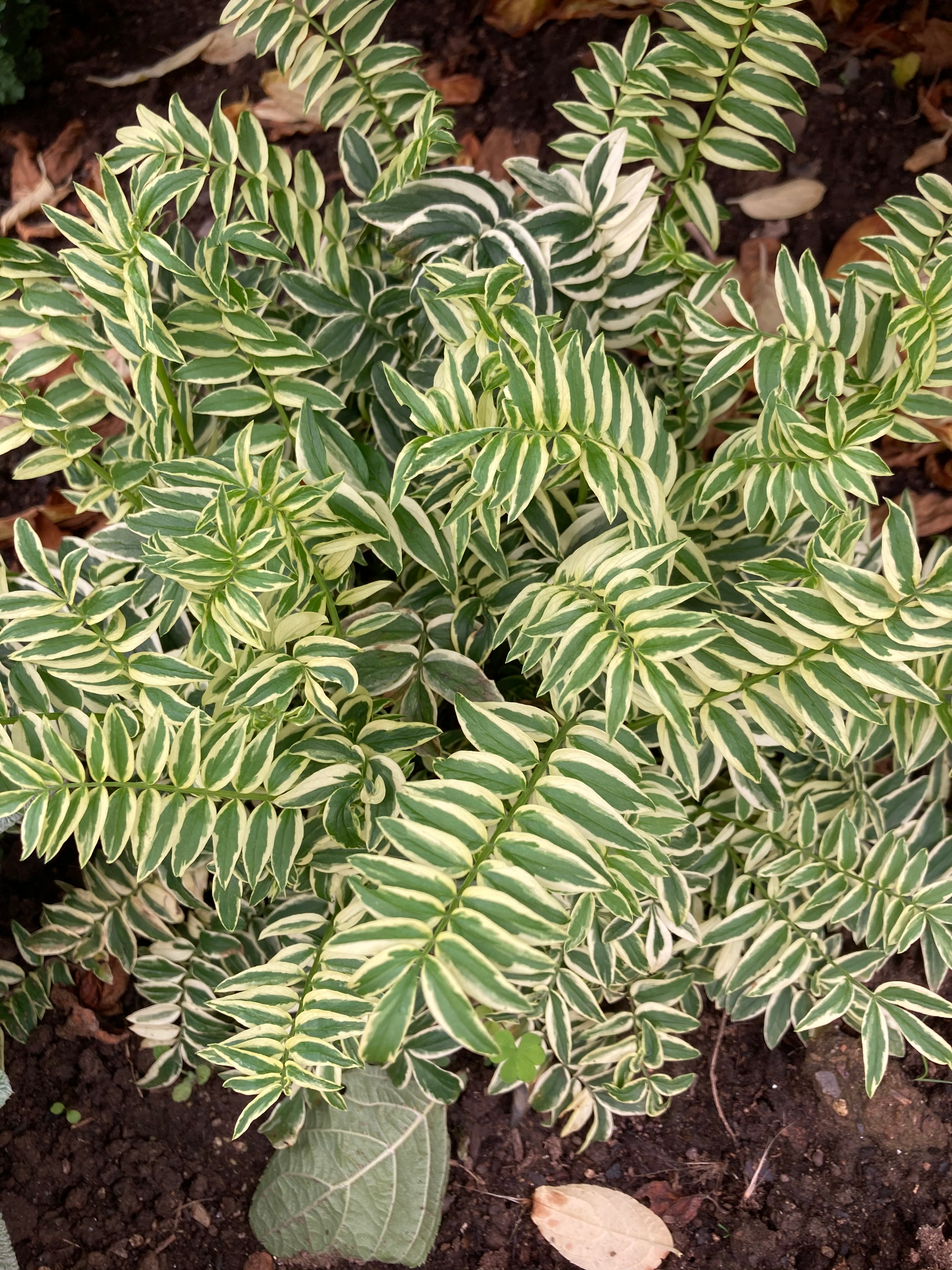 POLEMONIUM 'GOLDEN FEATHER'