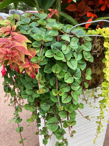 BEGONIA FRAGRANT FALLS 'PEACH'