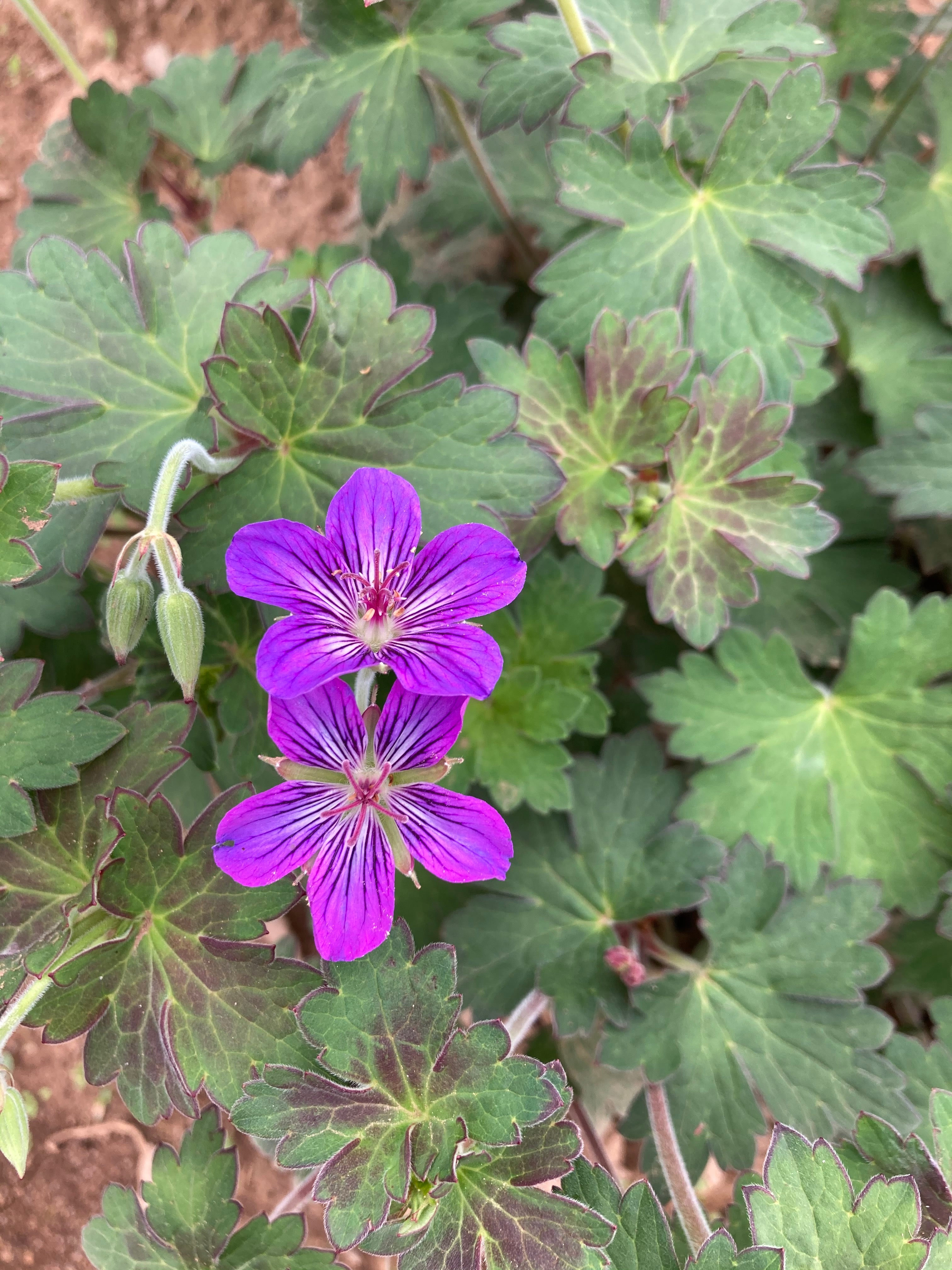 GERANIUM WLASSOVIANUM 'LAKWIJK STAR’