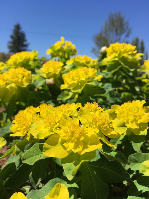 EUPHORBIA 'POLYCHROMA'