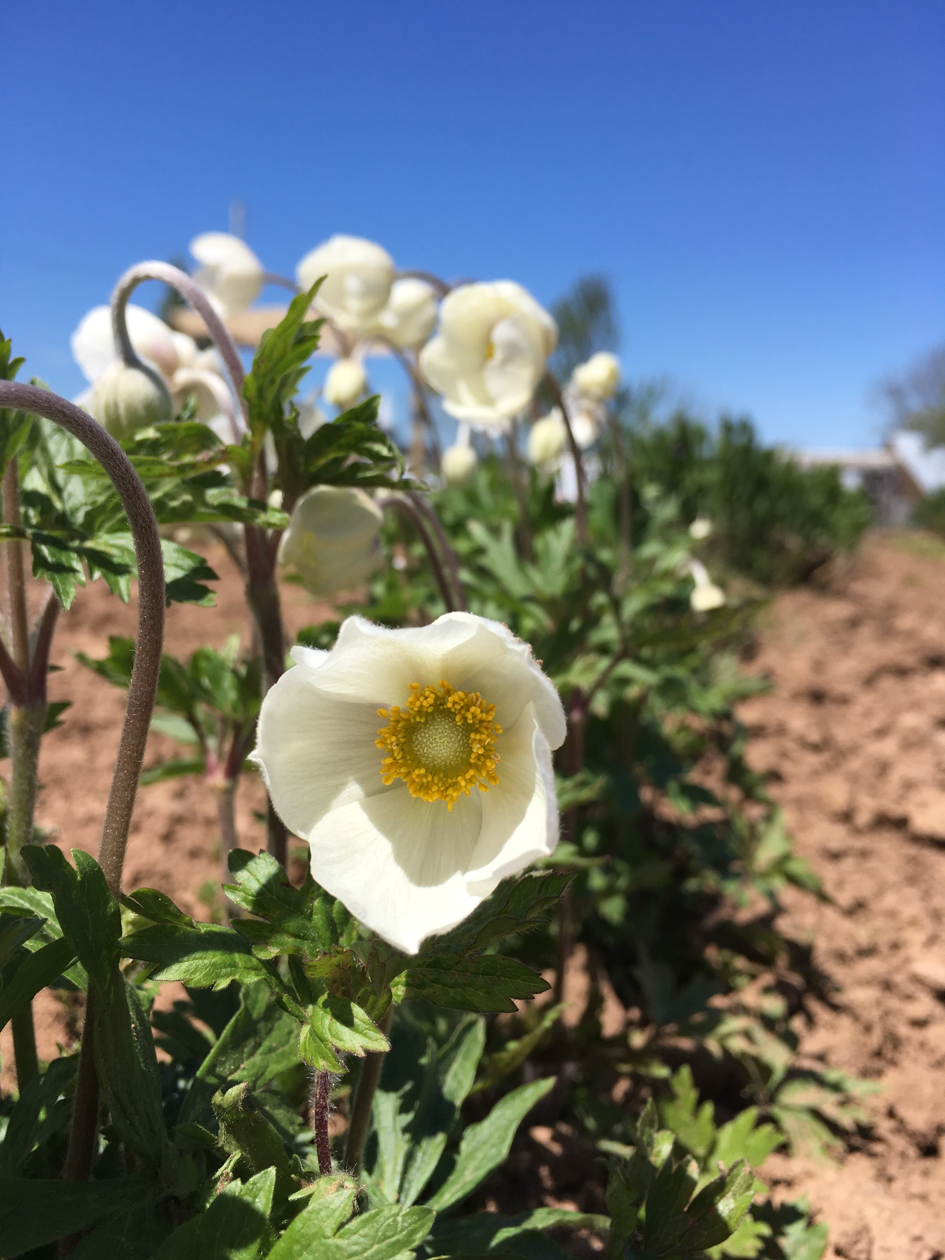 ANEMONE SYLVESTRIS