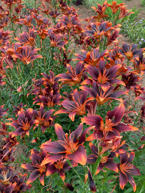 ASIATIC LILY 'FOREVER SUSAN'