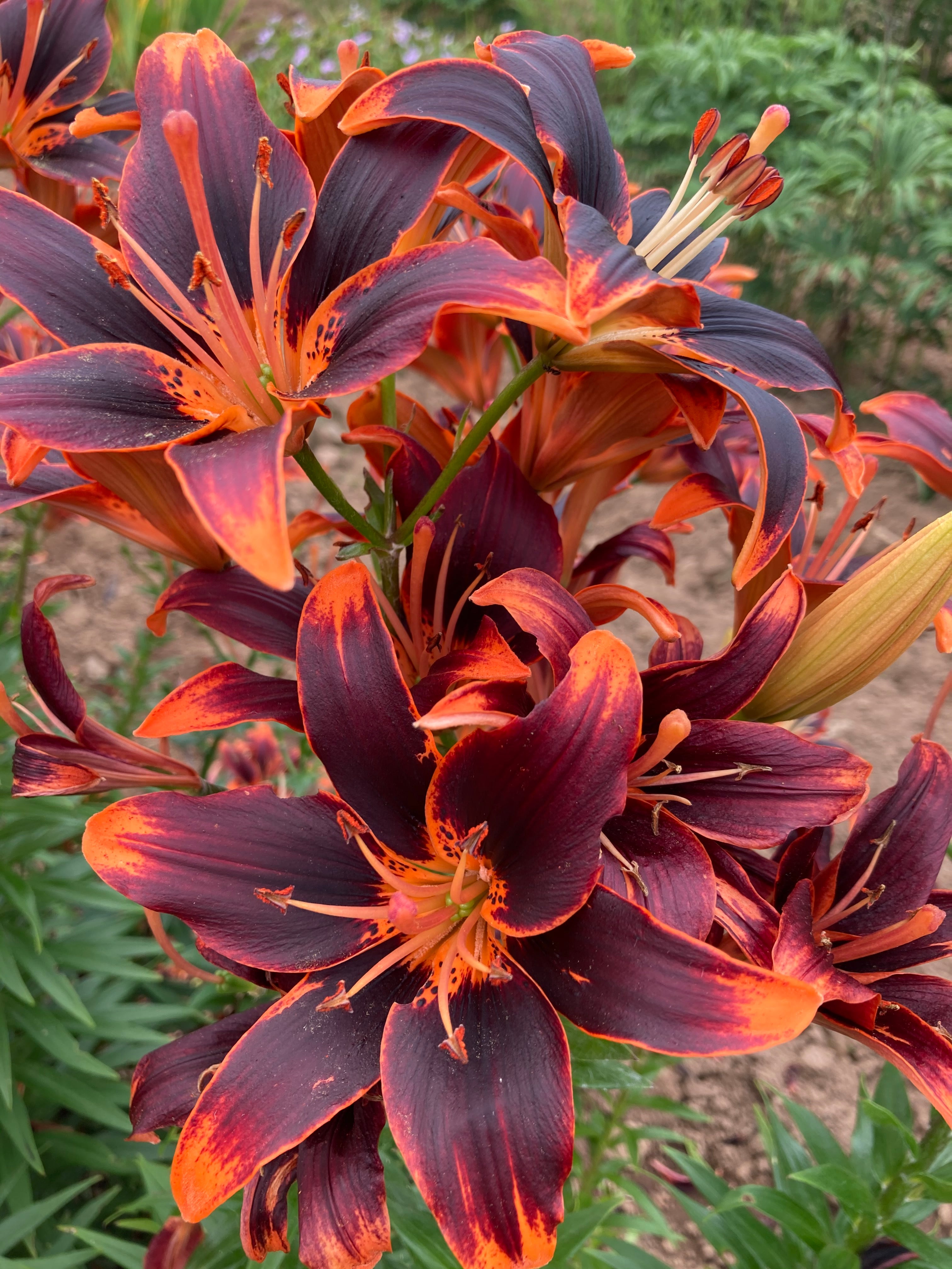 ASIATIC LILY 'FOREVER SUSAN'