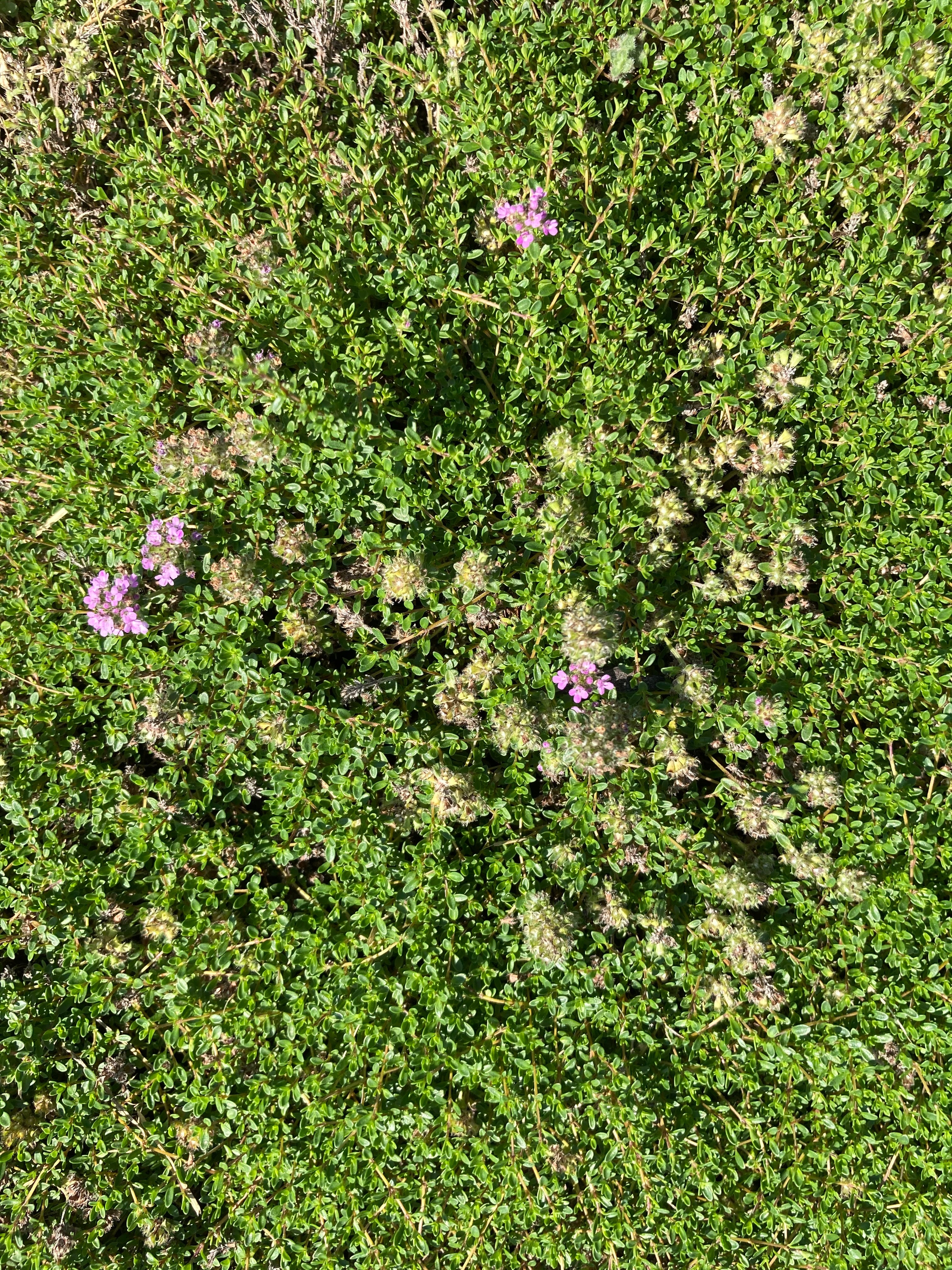 THYMUS 'WOOLLY THYME'