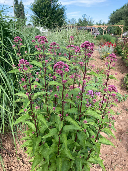 EUPATORIUM MACULATUM 'RED DWARF'