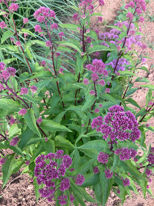 EUPATORIUM MACULATUM 'RED DWARF'