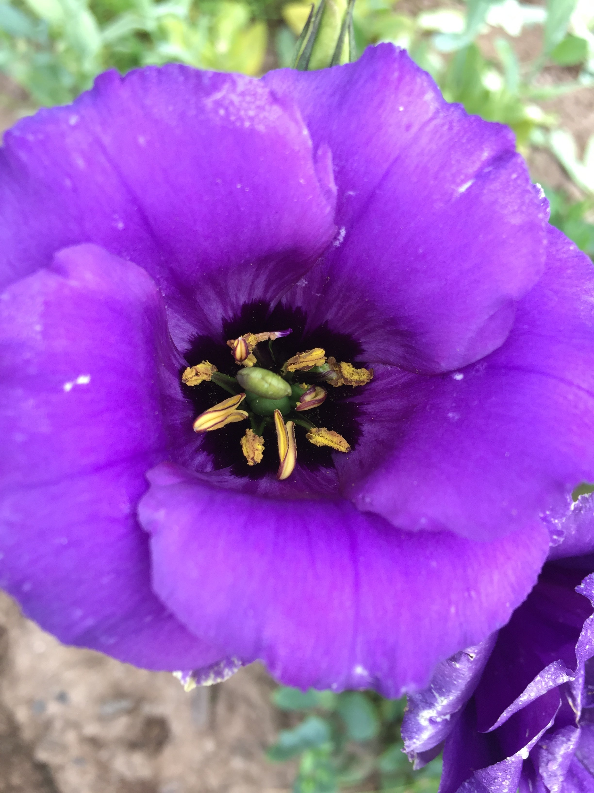 LISIANTHUS 'BLUE'