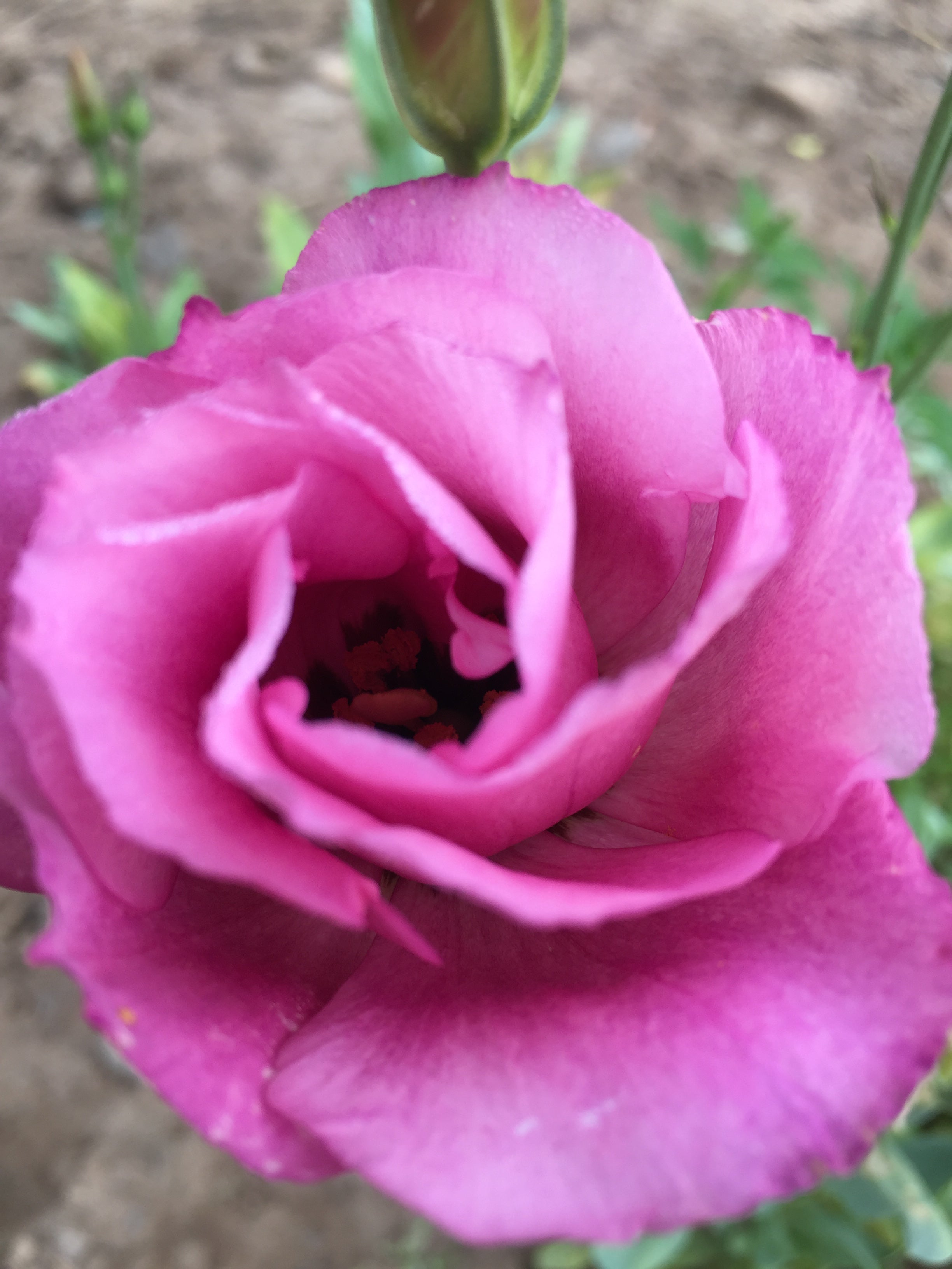 LISIANTHUS 'CHERRY SORBET'