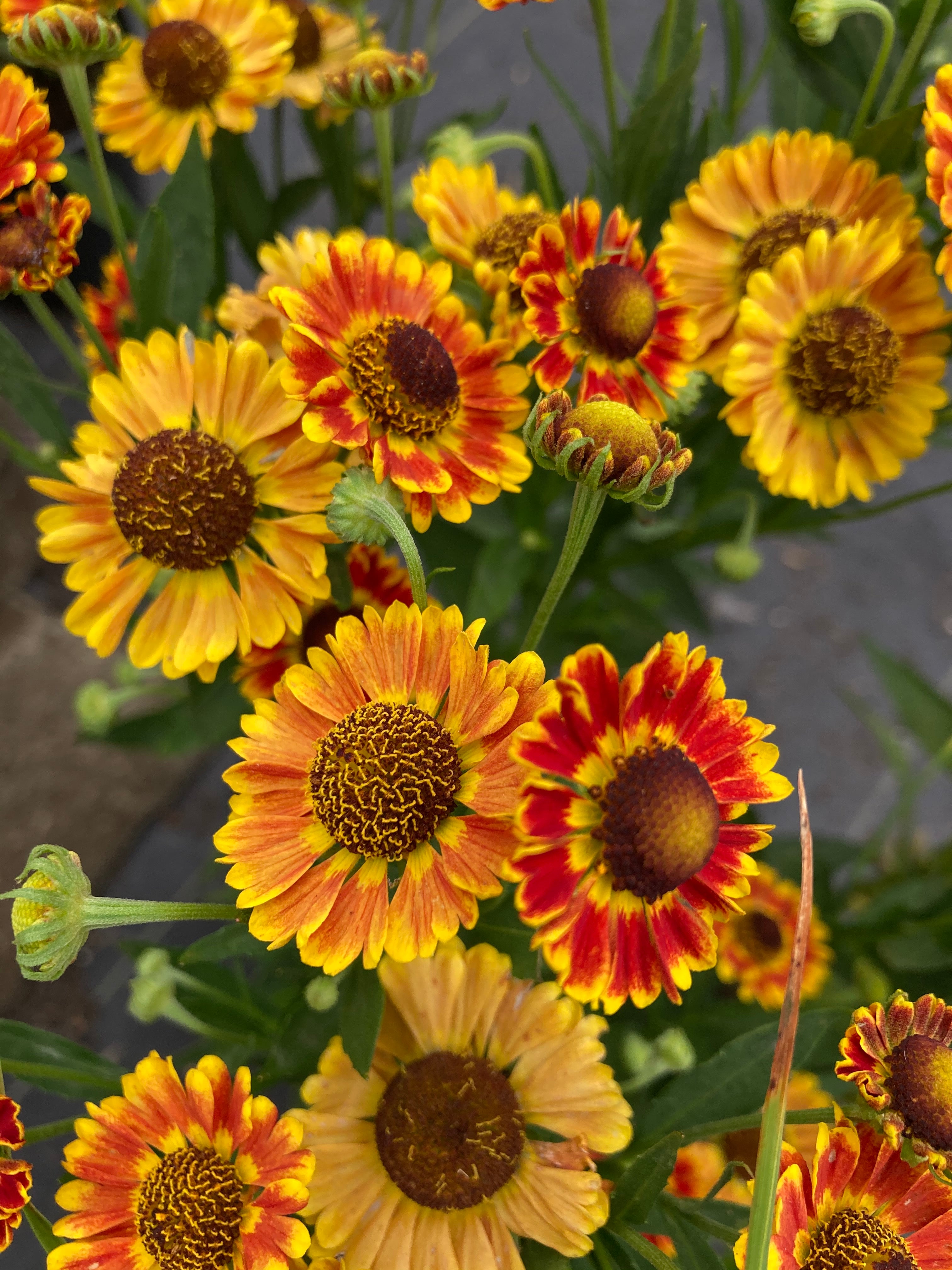 HELENIUM 'FUEGO'