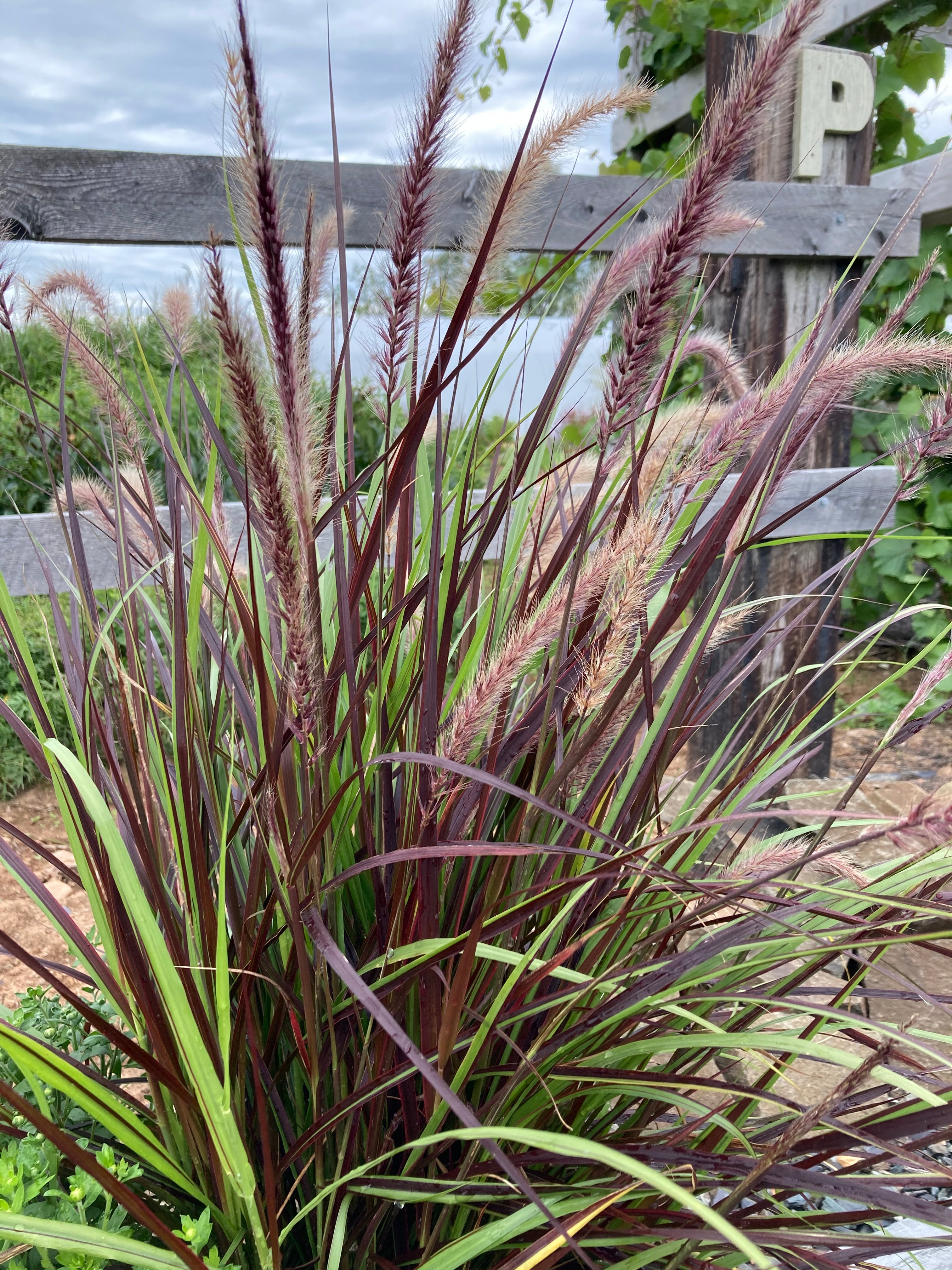 PENNISETUM (FOUNTAIN GRASS) 'RUBRUM'