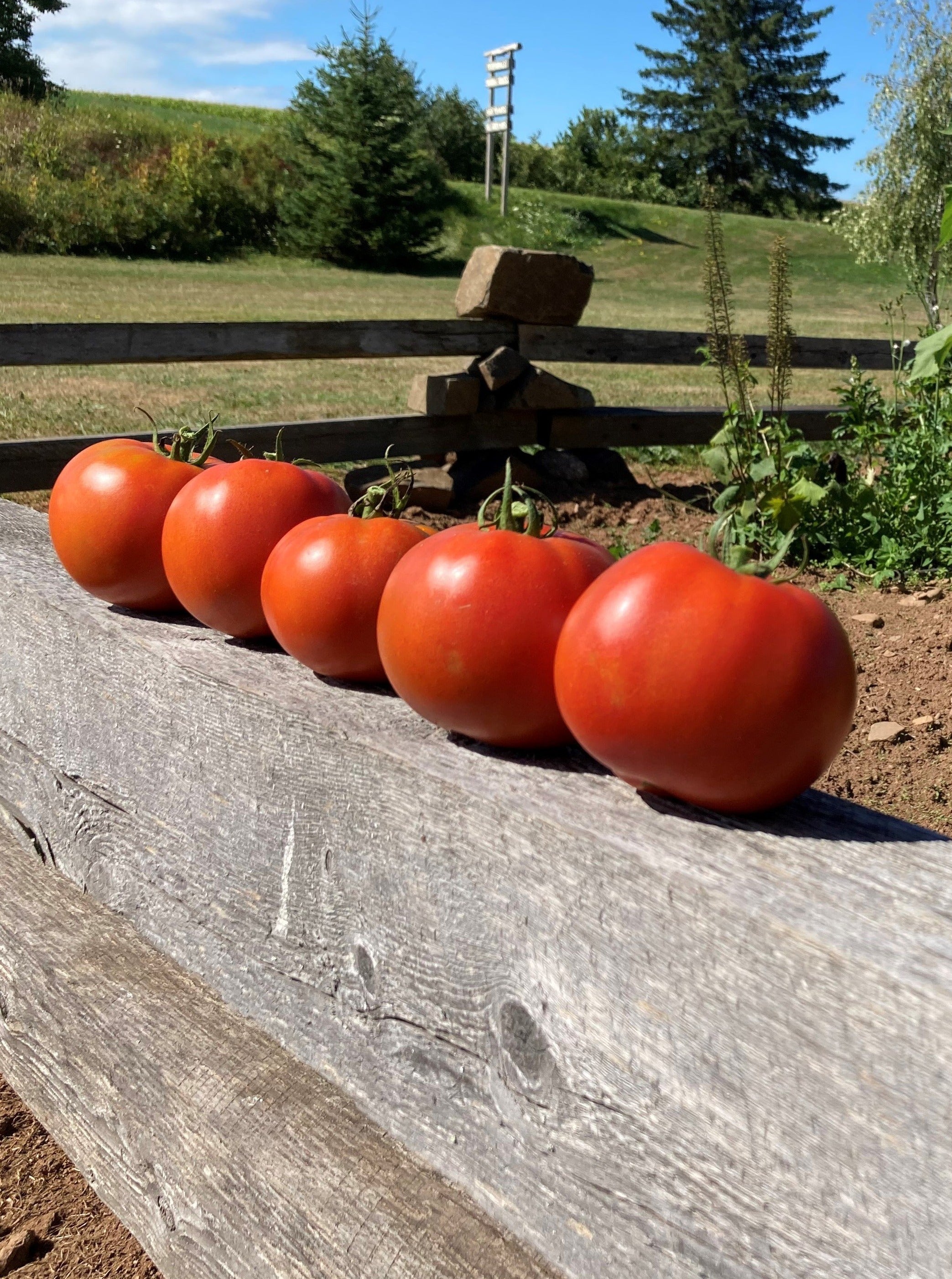 TOMATO 'BIG BEEF'