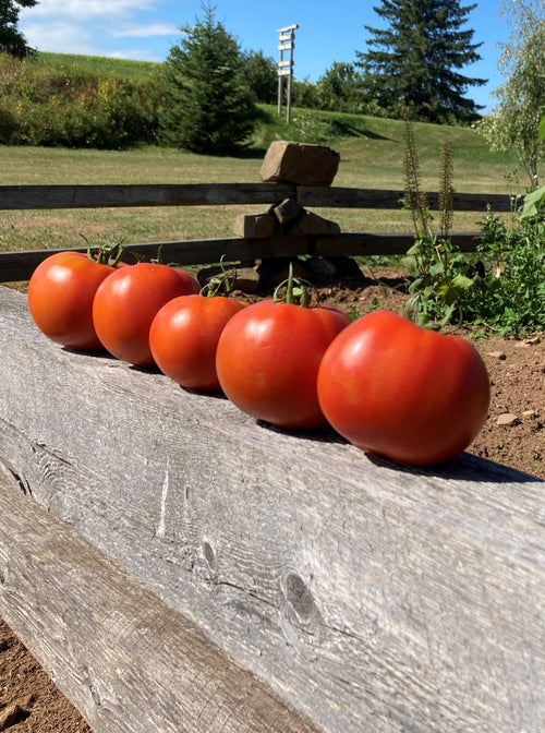 TOMATO BIG BEEF