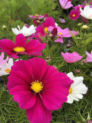 IMPATIENS MIX