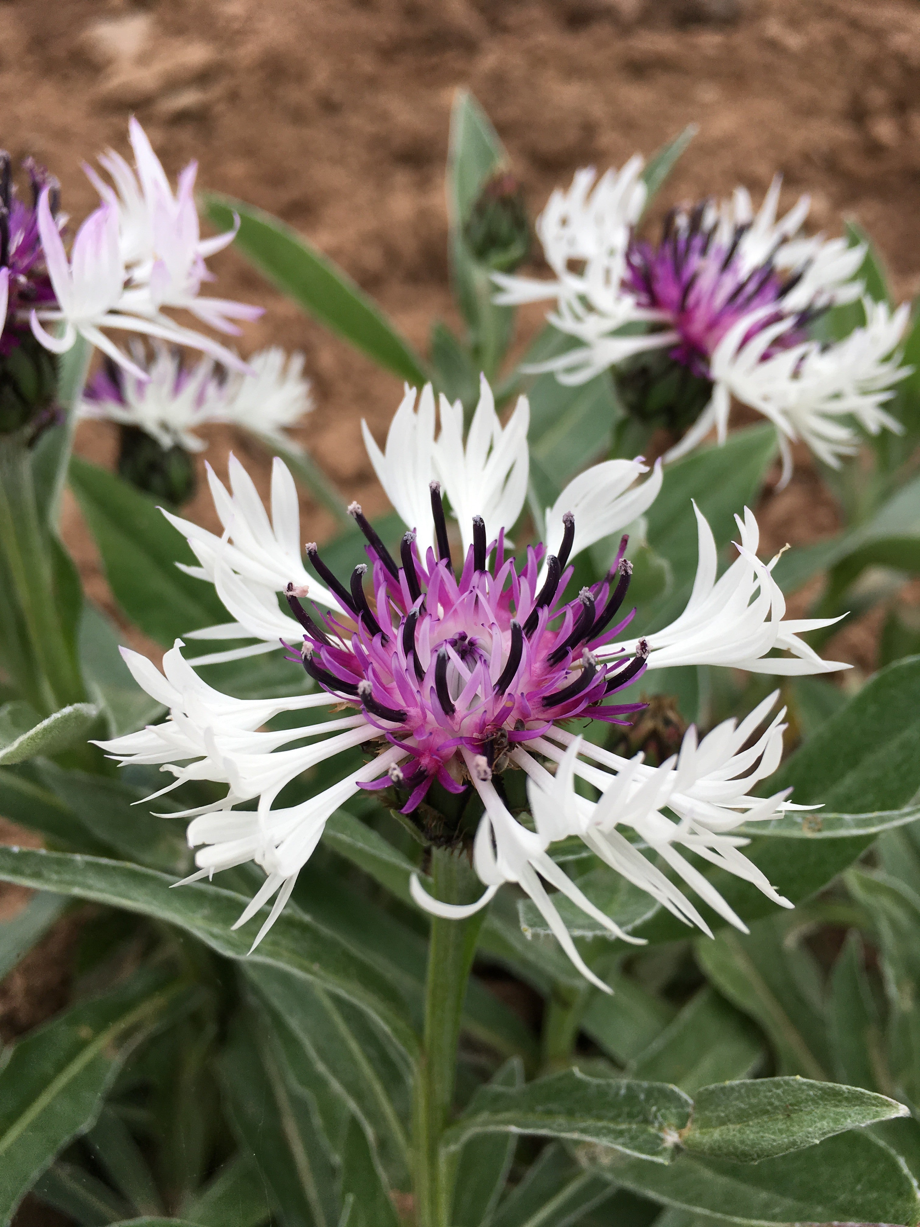 CENTAUREA MONTANA ‘AMETHYST IN THE SNOW’