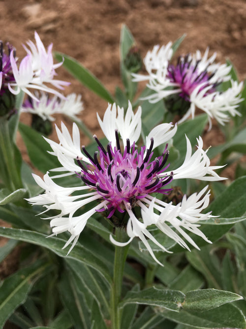 CENTAUREA MONTANA ‘AMETHYST IN THE SNOW’