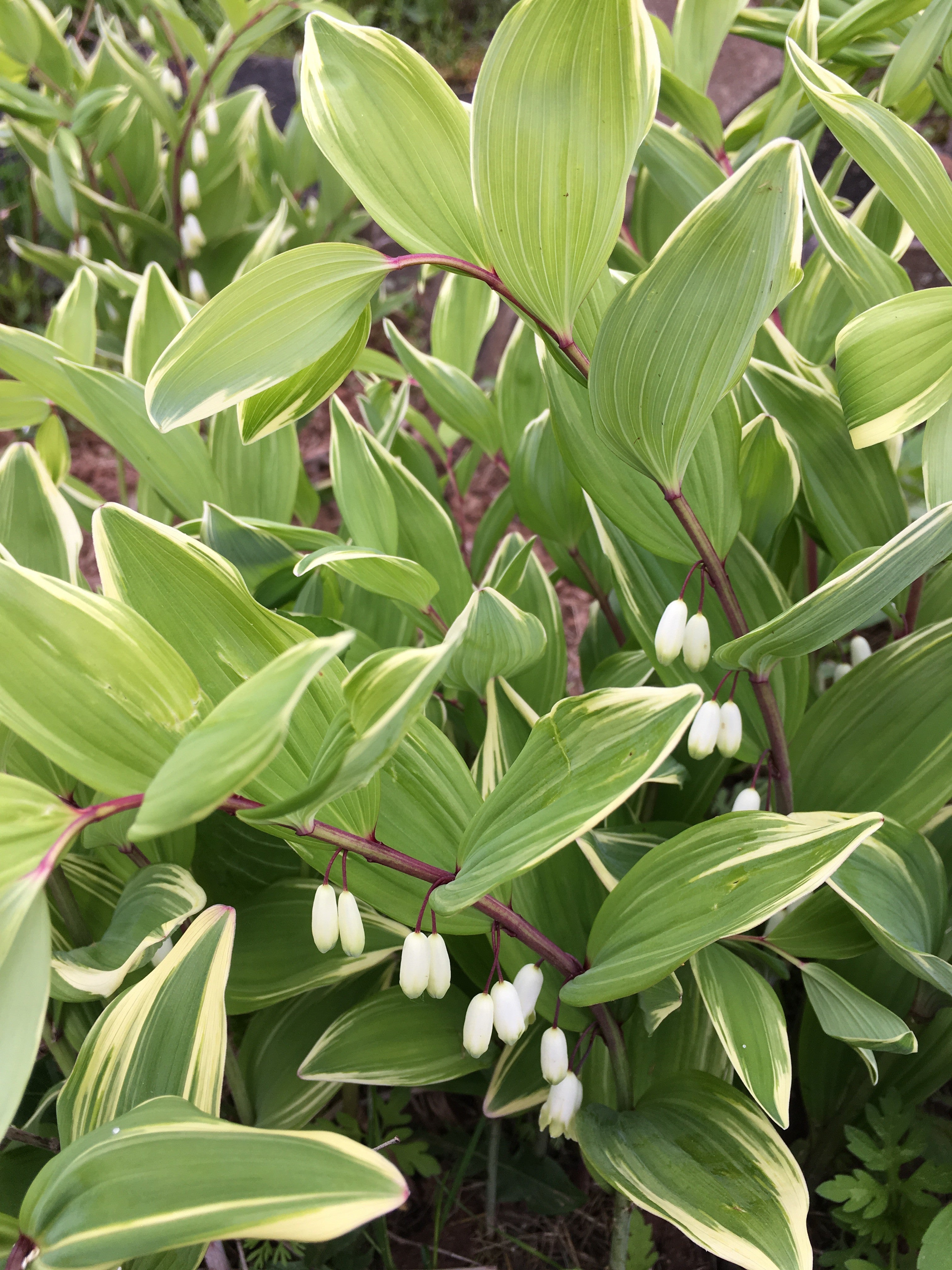 POLYGONATUM ODORATUM ‘VARIEGATUM’