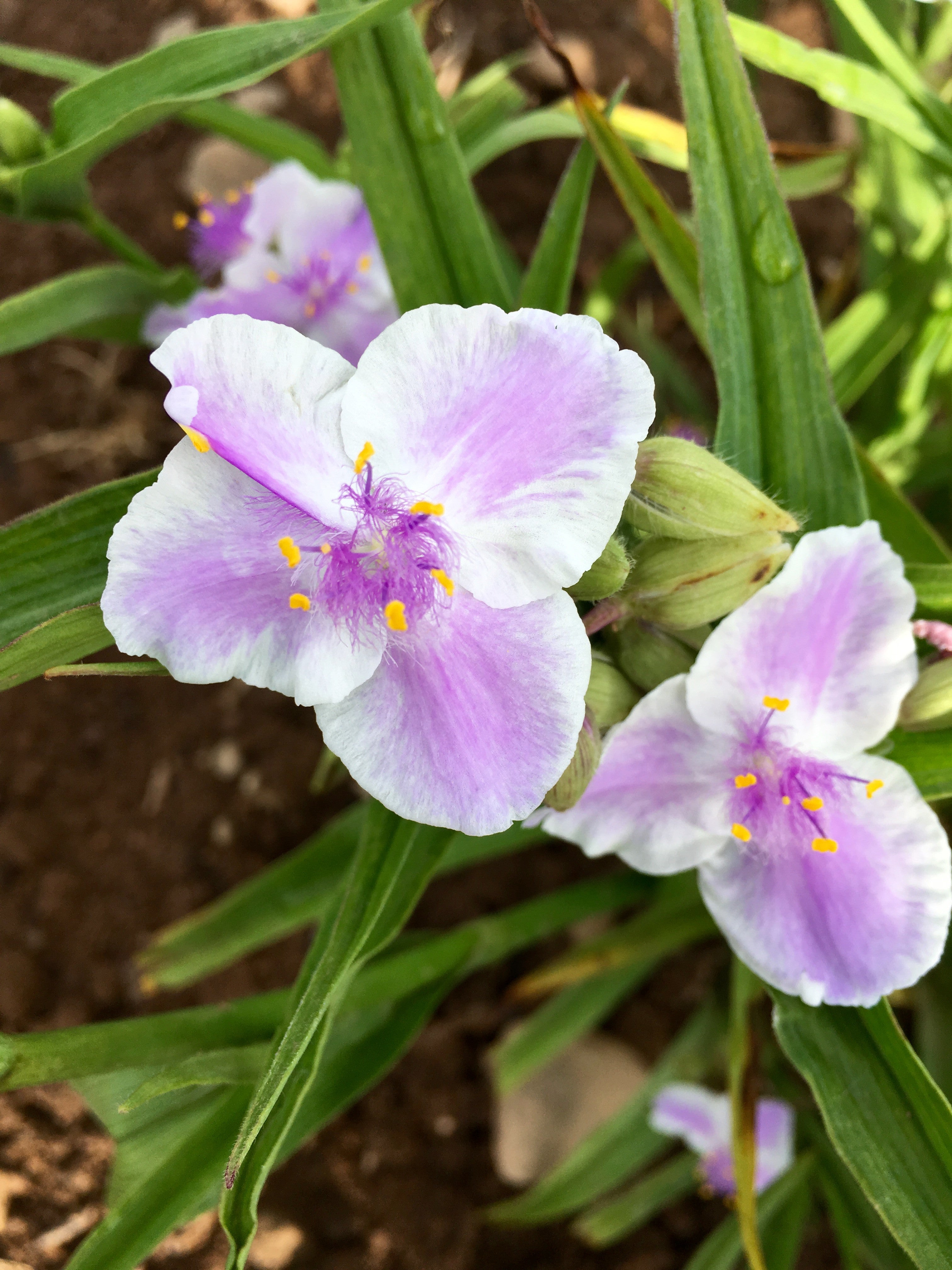 TRADESCANTIA ‘BILBERRY ICE’