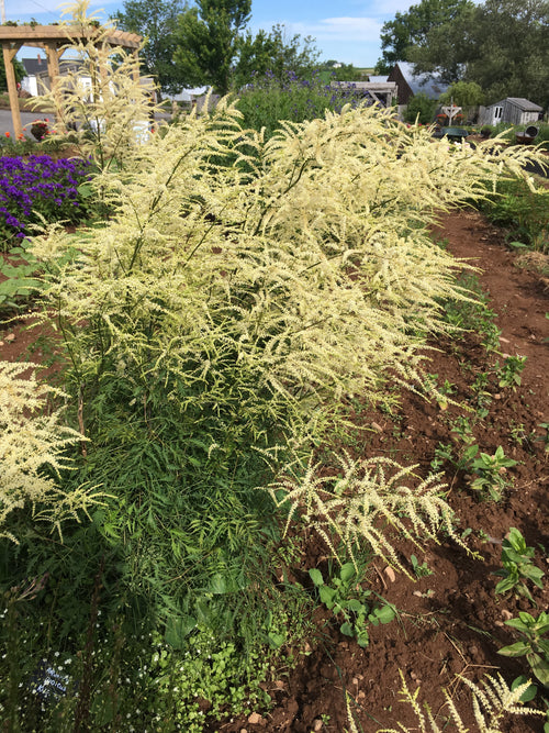 ARUNCUS DIOICUS ‘KNEIFFII’