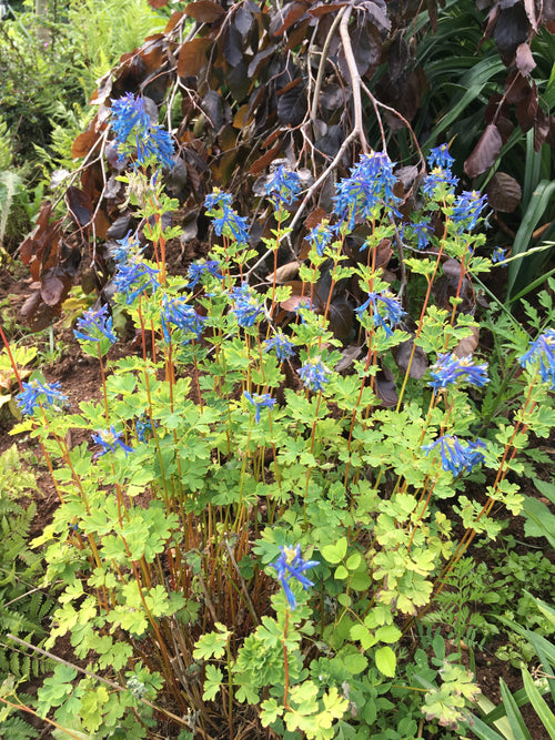 CORYDALIS FLEXUOSA ‘CHINA BLUE’