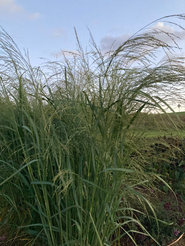 MISCANTHUS SINENSIS ‘VARIEGATUS'
