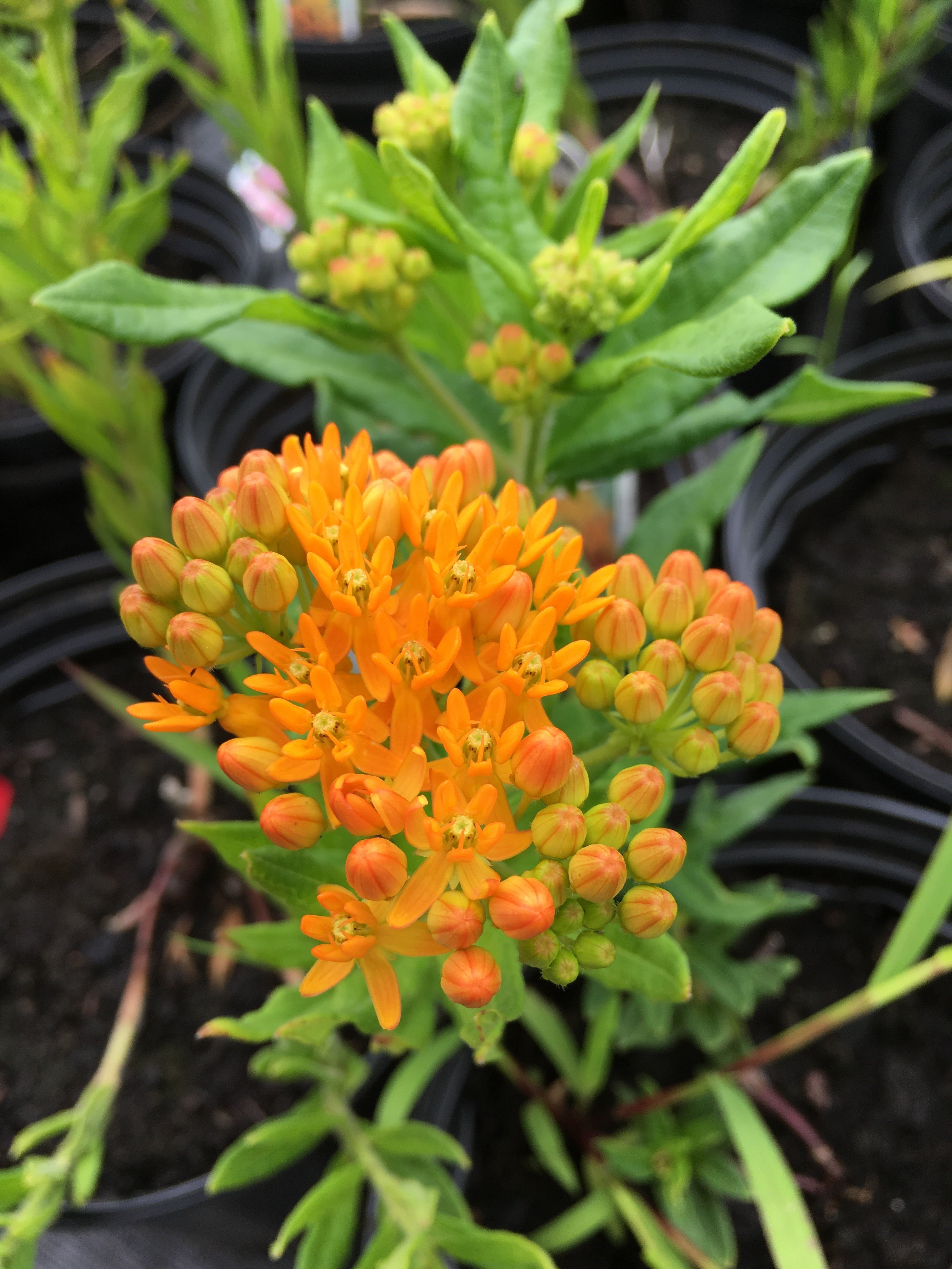 ASCLEPIAS TUBEROSA ‘GAY BUTTERFLIES’