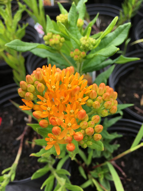 ASCLEPIAS TUBEROSA ‘GAY BUTTERFLIES’