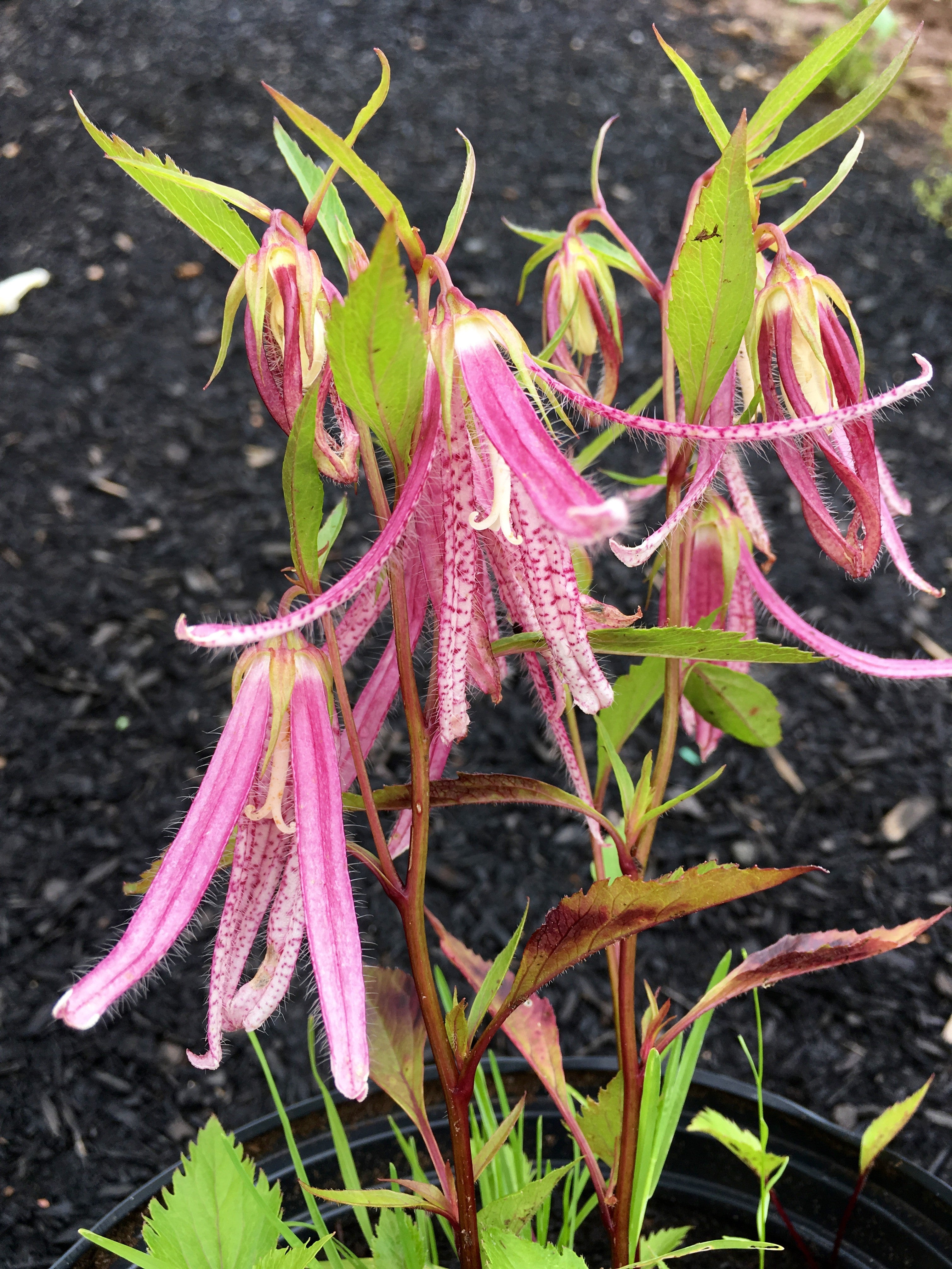 CAMPANULA PUNCTATA ‘PINK OCTOPUS’