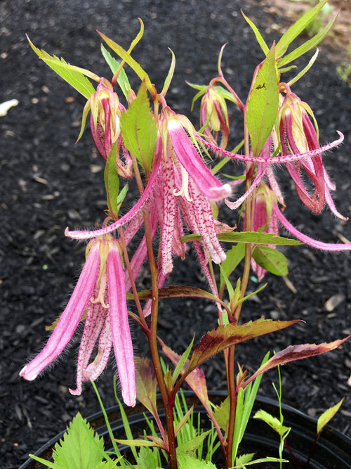 CAMPANULA PUNCTATA ‘PINK OCTOPUS’