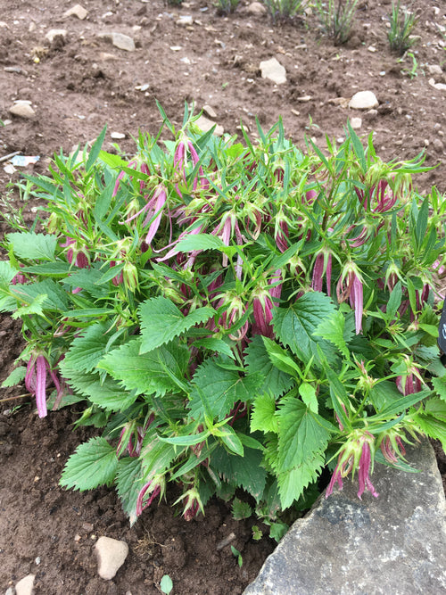 CAMPANULA PUNCTATA ‘PINK OCTOPUS’