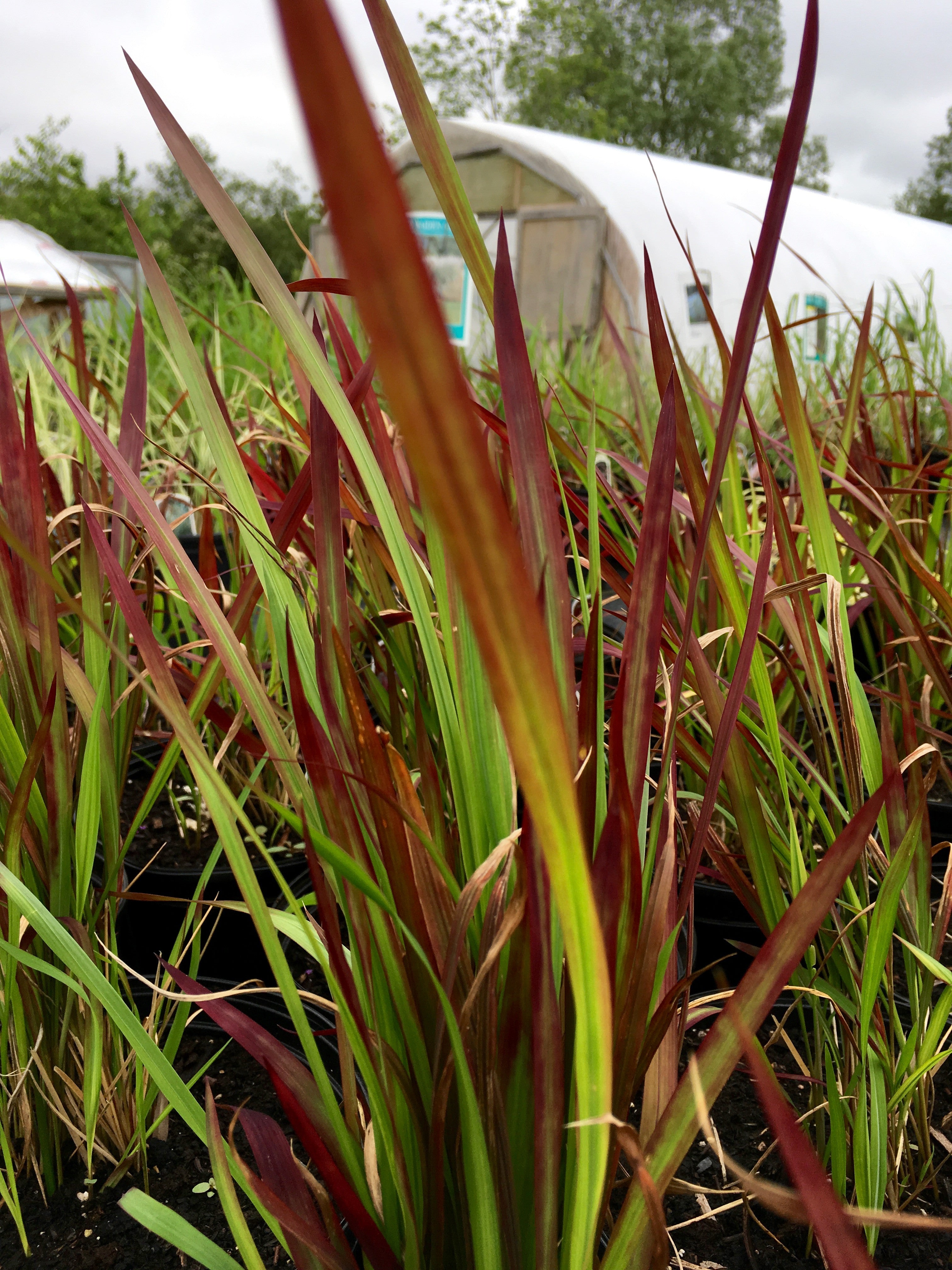 IMPERATA CYLINDRICA 'RED BARON'