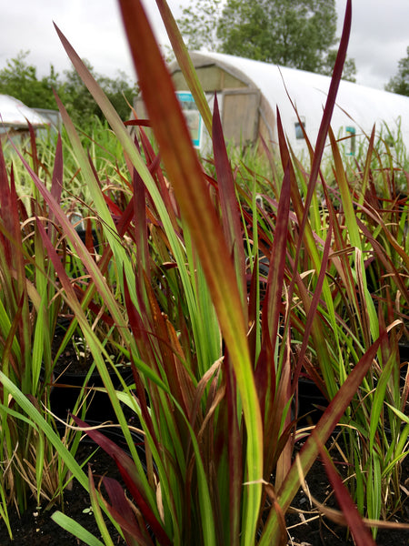IMPERATA CYLINDRICA 'RED BARON' – Horlings Plants