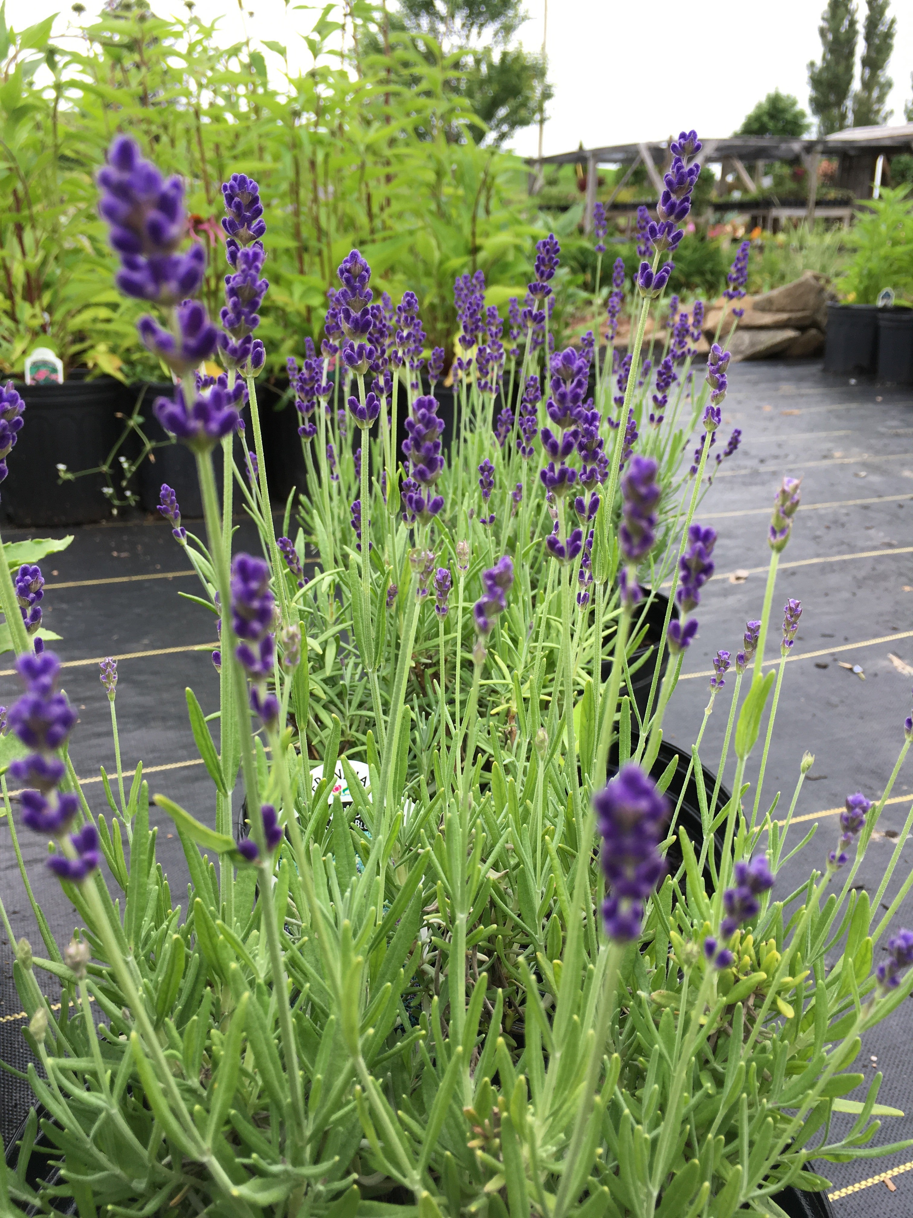 LAVENDER 'LAVANDULA ANGUSTIFOLIA'