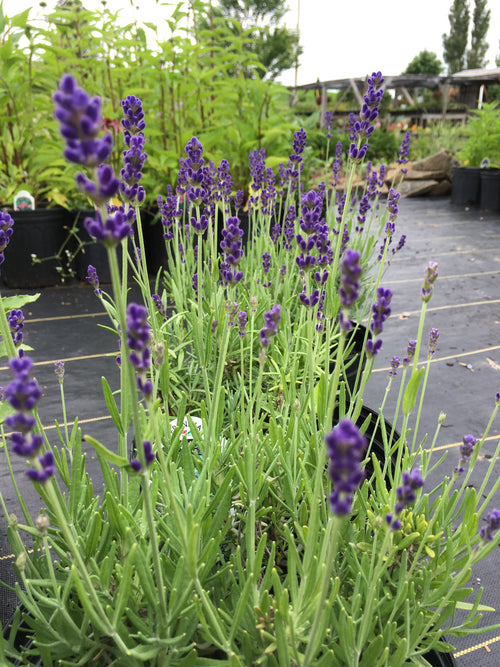 LAVENDER 'LAVANDULA ANGUSTIFOLIA'