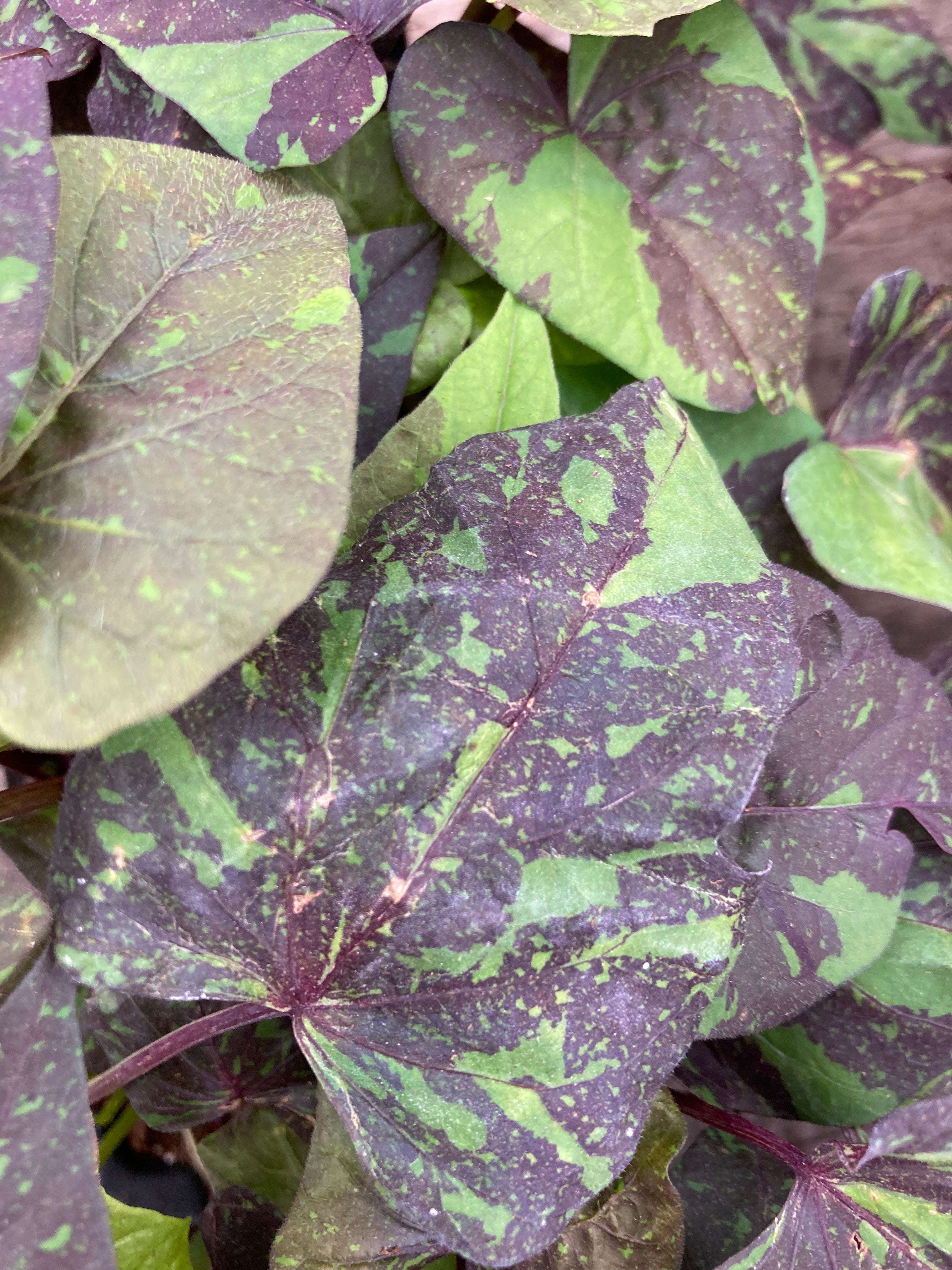 IPOMOEA (SWEET POTATO VINE) KELLY RAY