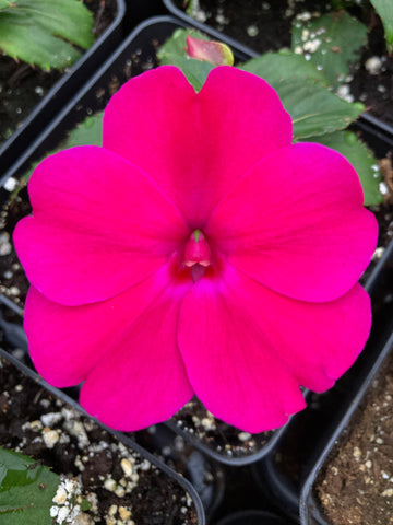 SUPERCALIBRACHOA PREMIUM 'BORDEAUX'