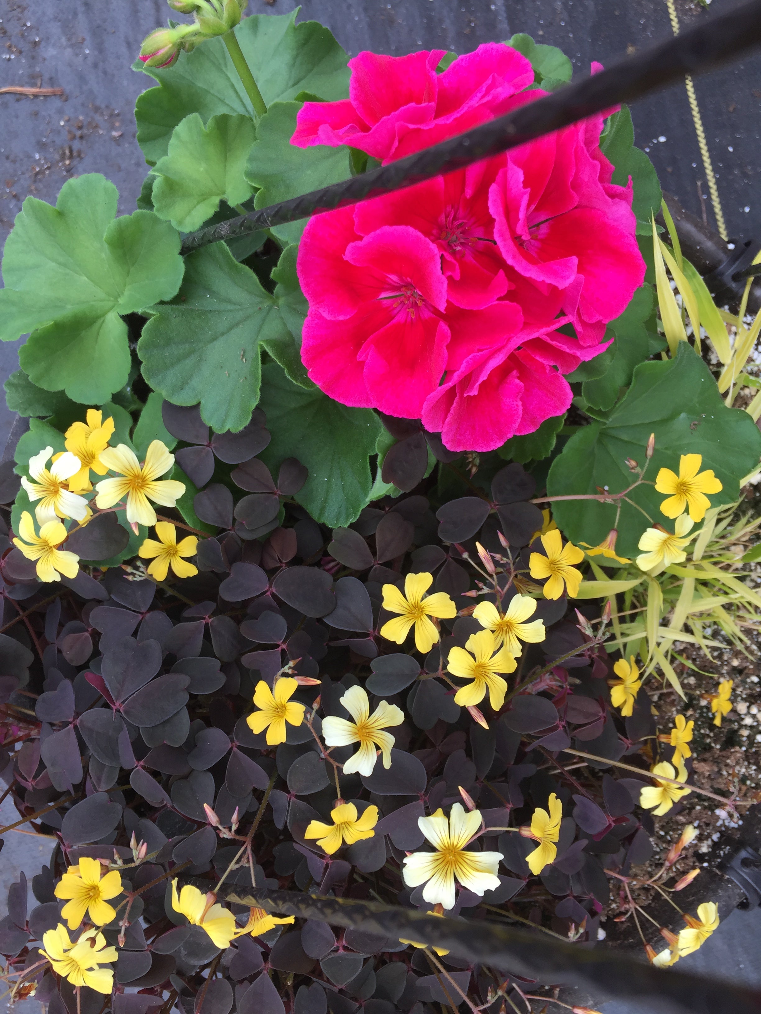 GERANIUM ZONAL 'CRANBERRY SIZZLE'