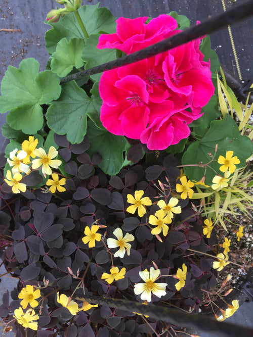 GERANIUM ZONAL 'CRANBERRY SIZZLE'